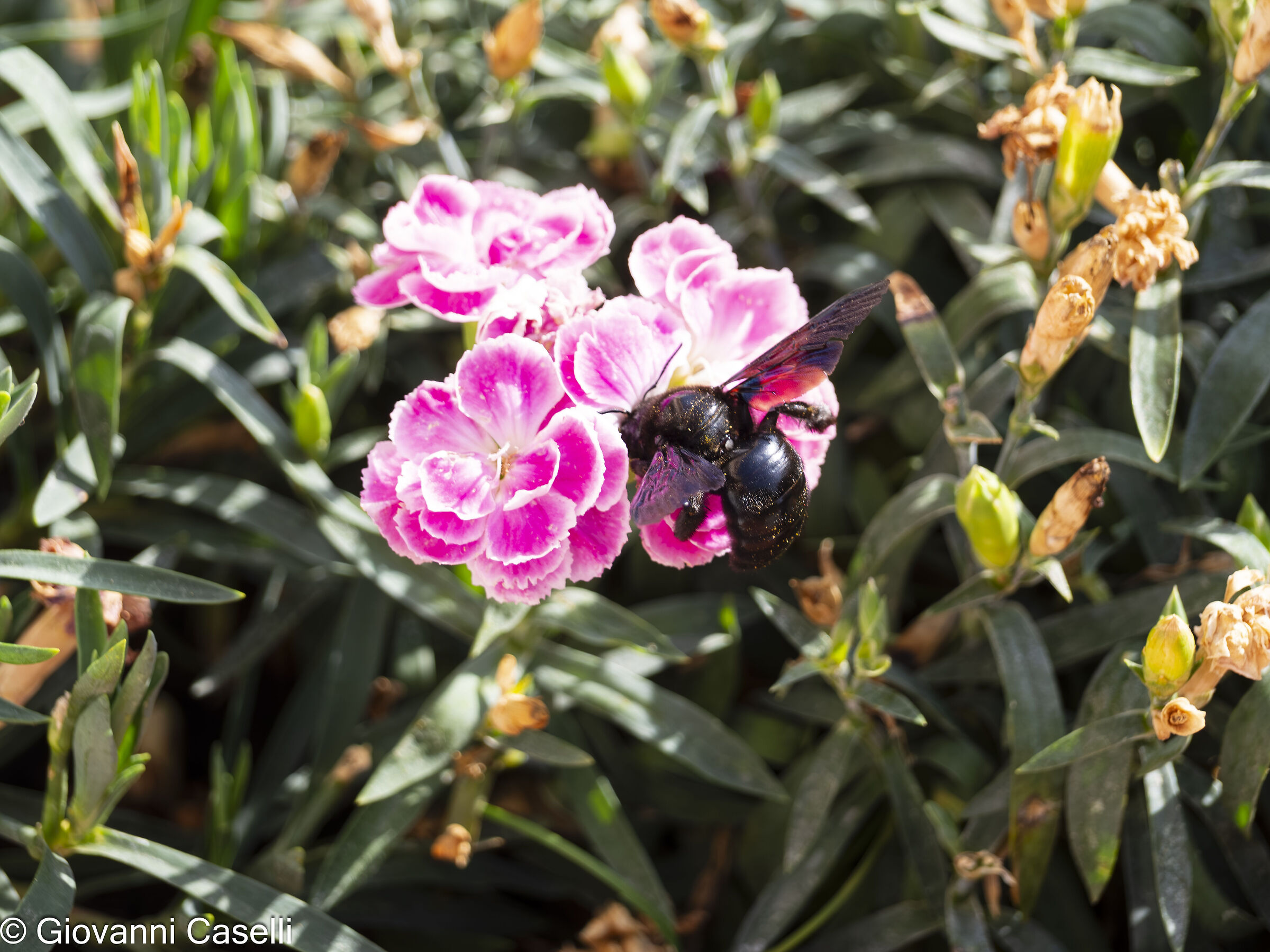 Xylocopa violacea (Ape legnaiola) con polline visibile