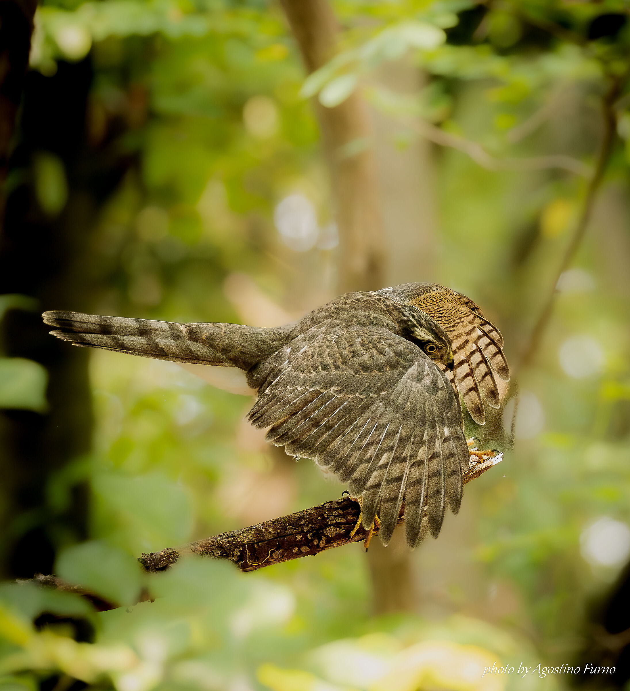 Young Sparrowhawk