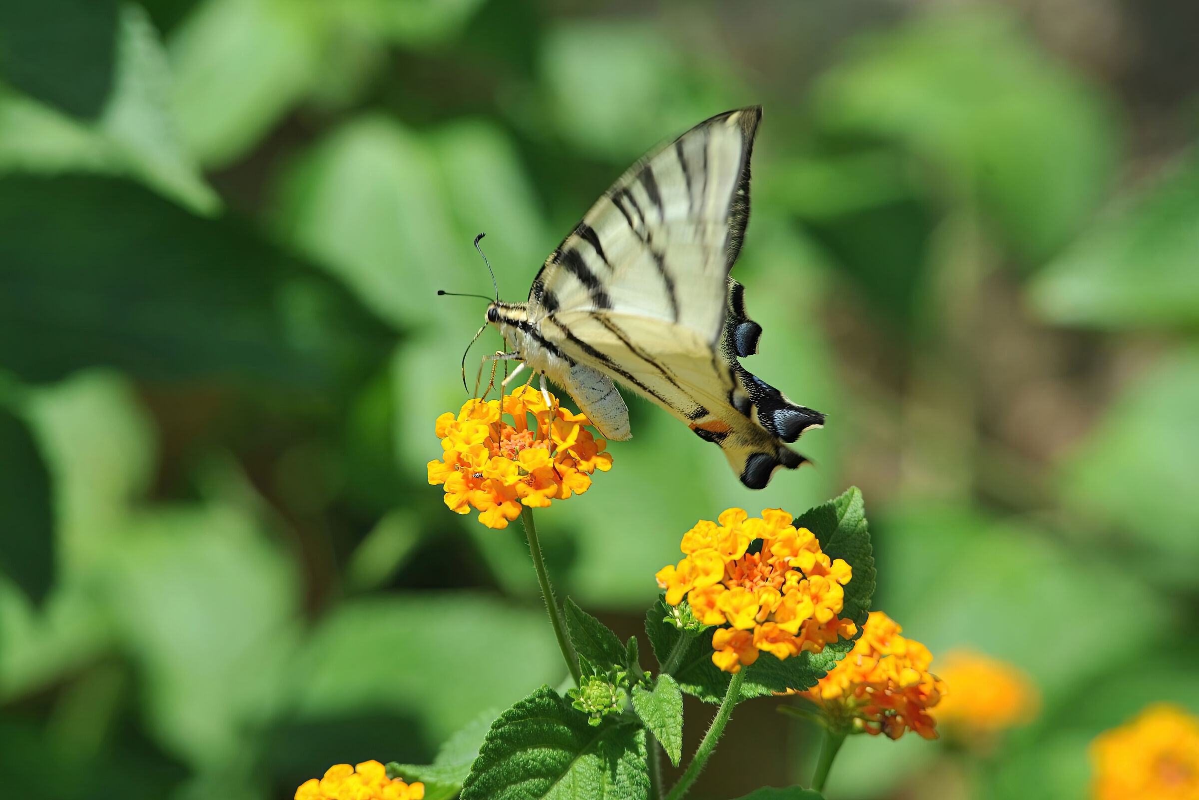 Black and white FAlena