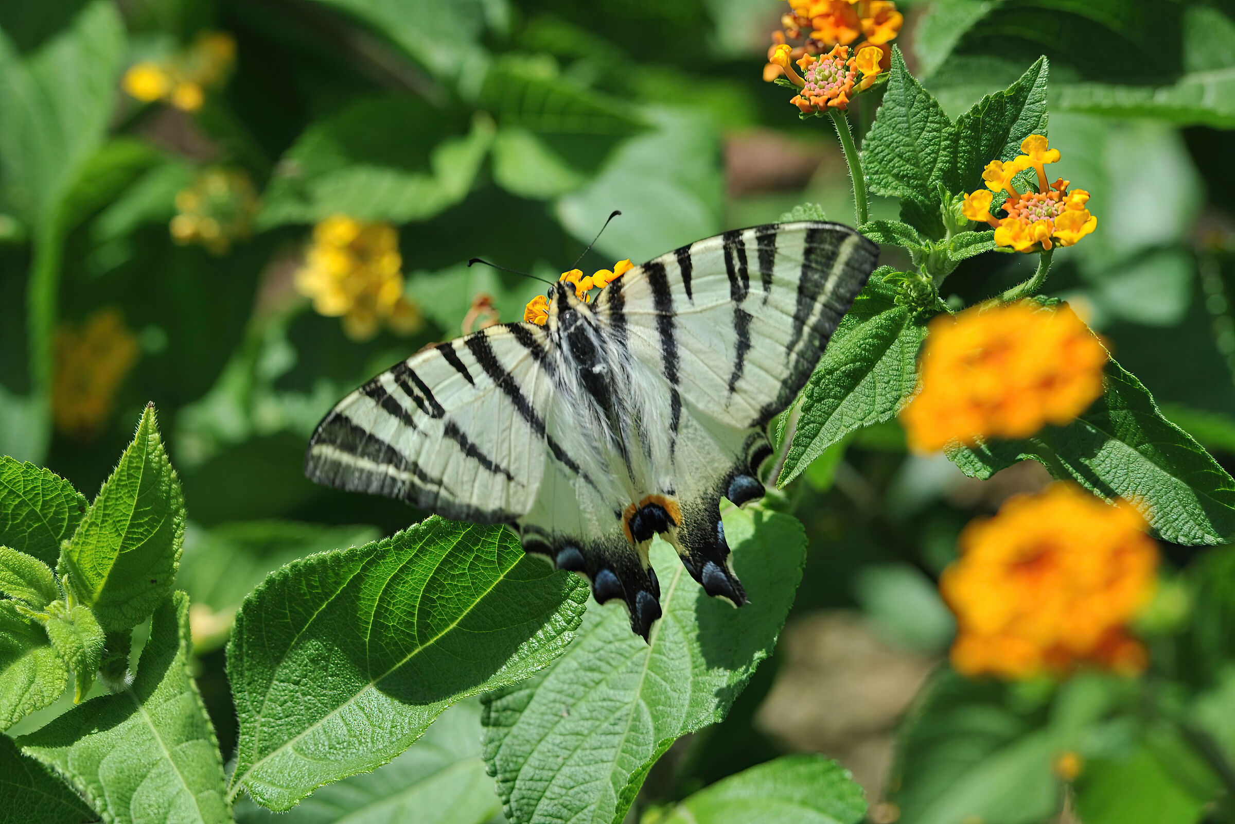 Black and white moth