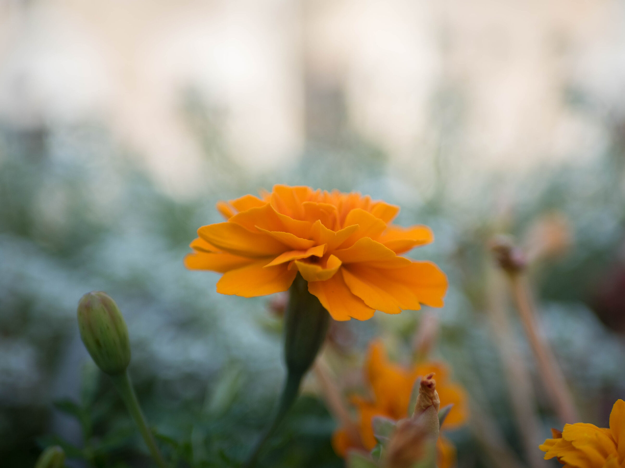 Yellow Bokeh