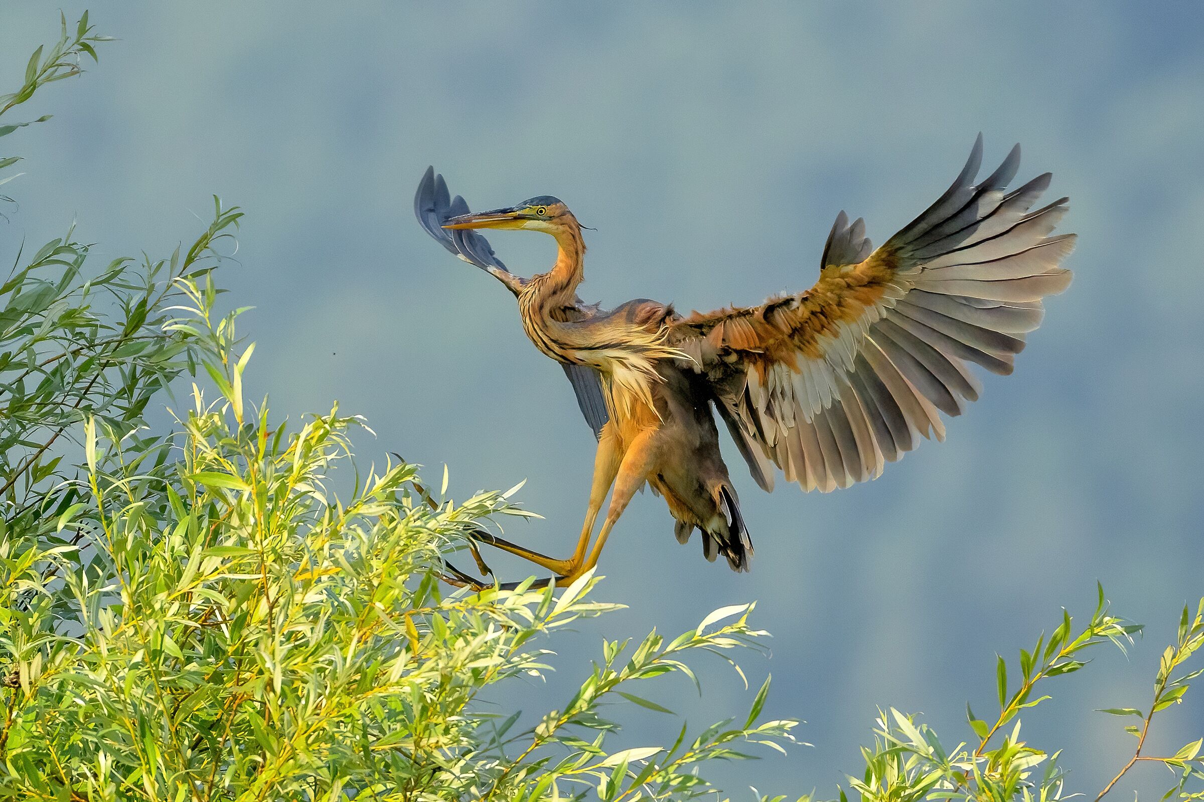 Purple Heron (Ardea purpurea)