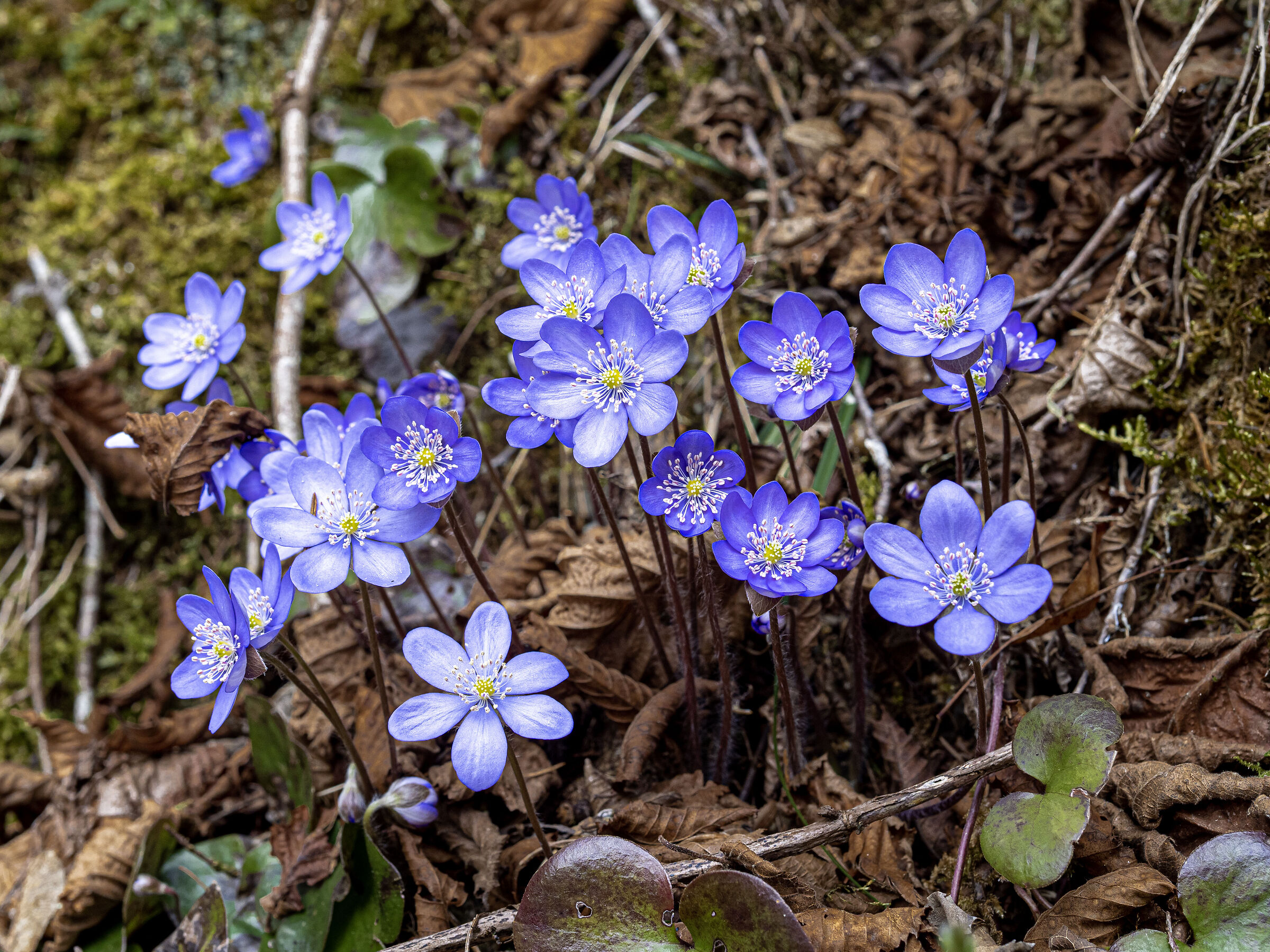 hepatica nobilis