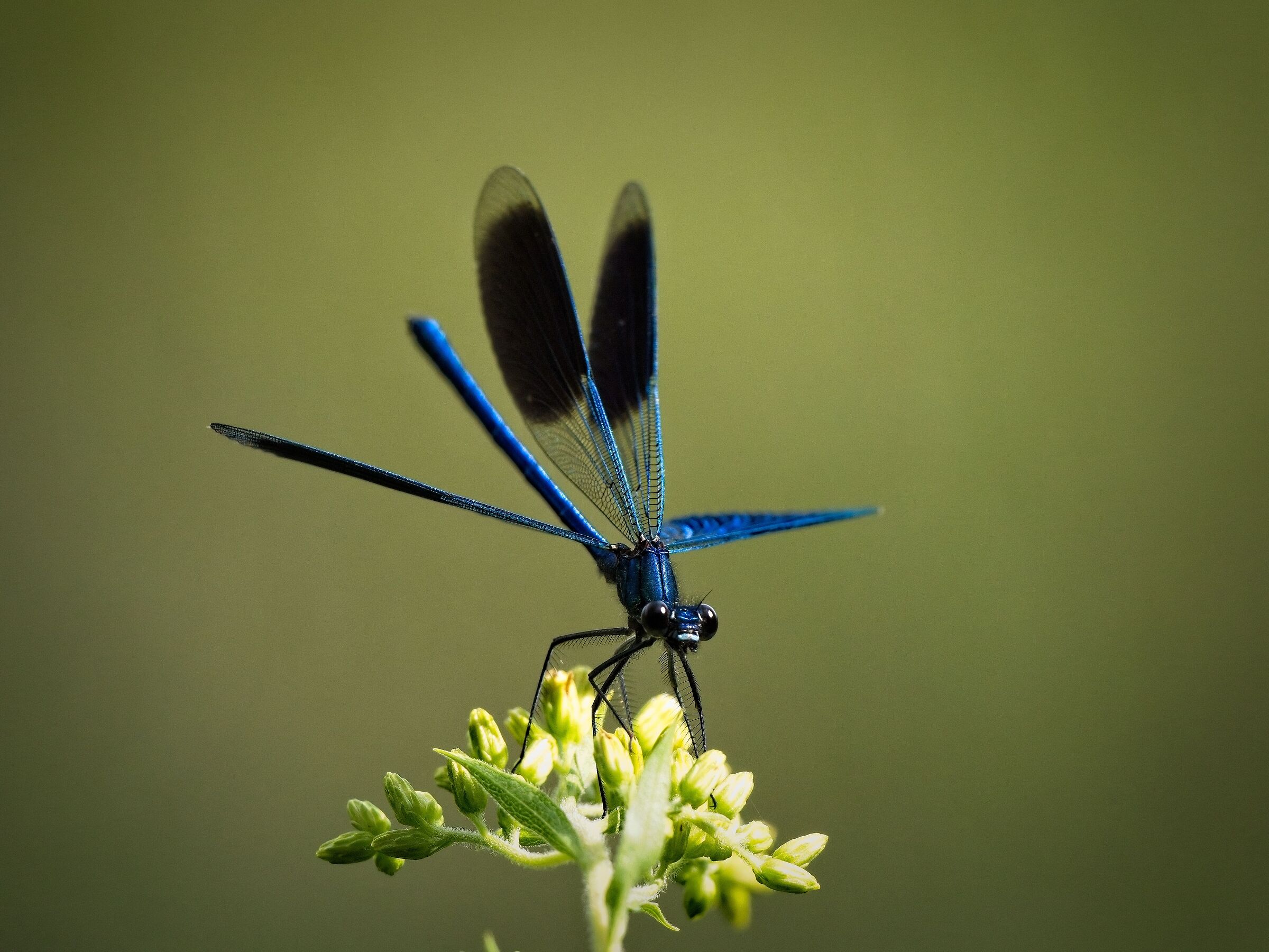 Calopteryx
