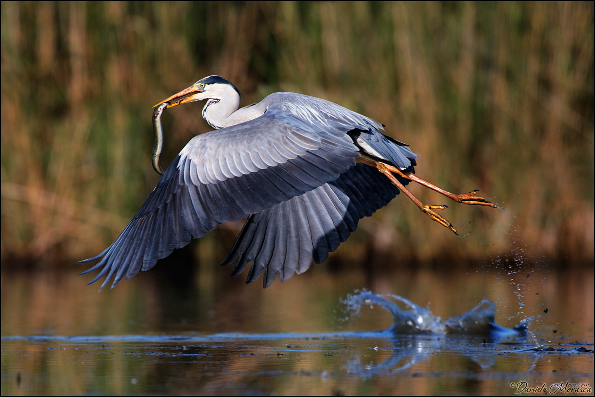 Stacco ... per pranzo