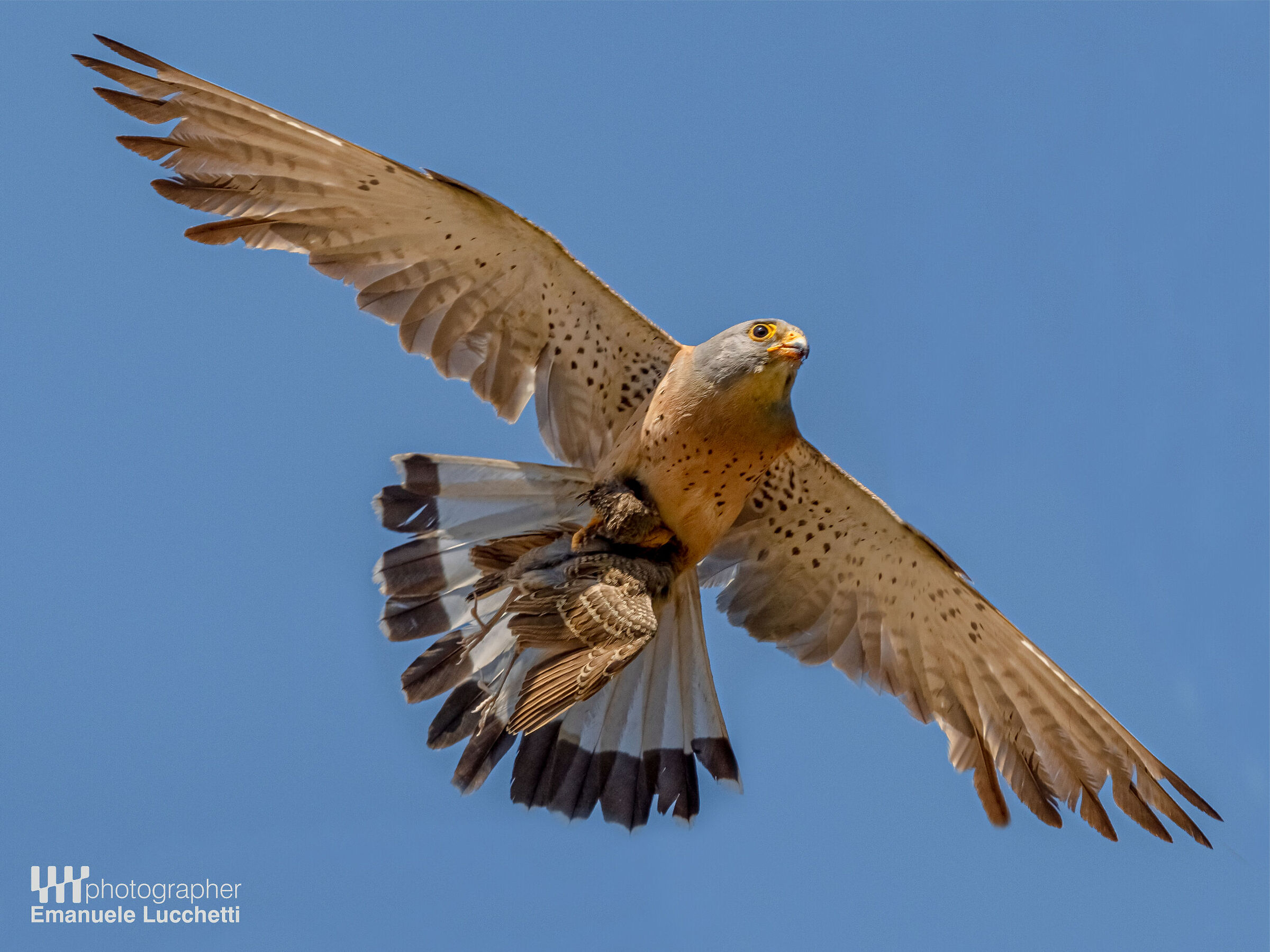 Grillaio maschio con preda (cappellaccia)