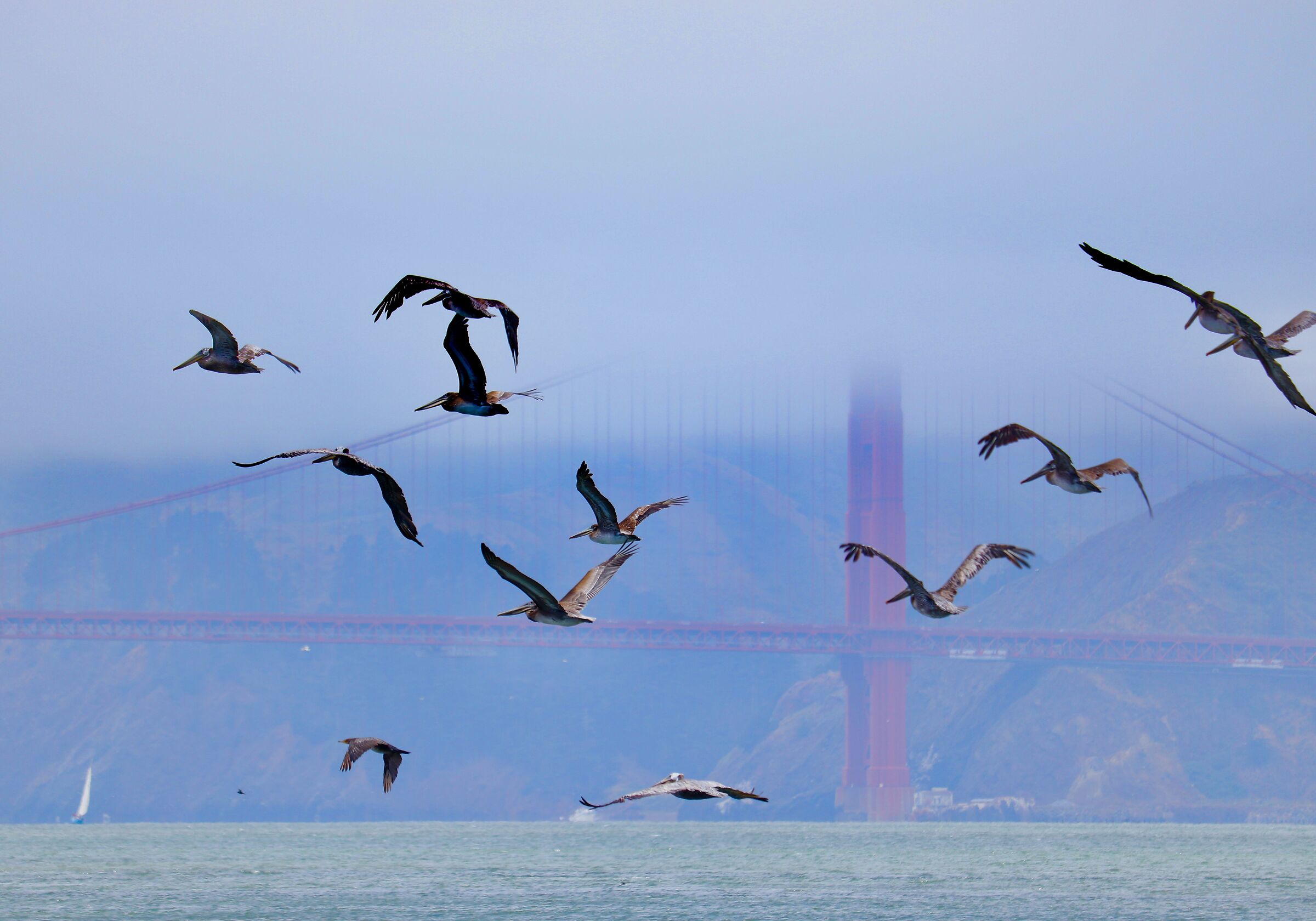 Pelicans and the Golden Gate Bridge