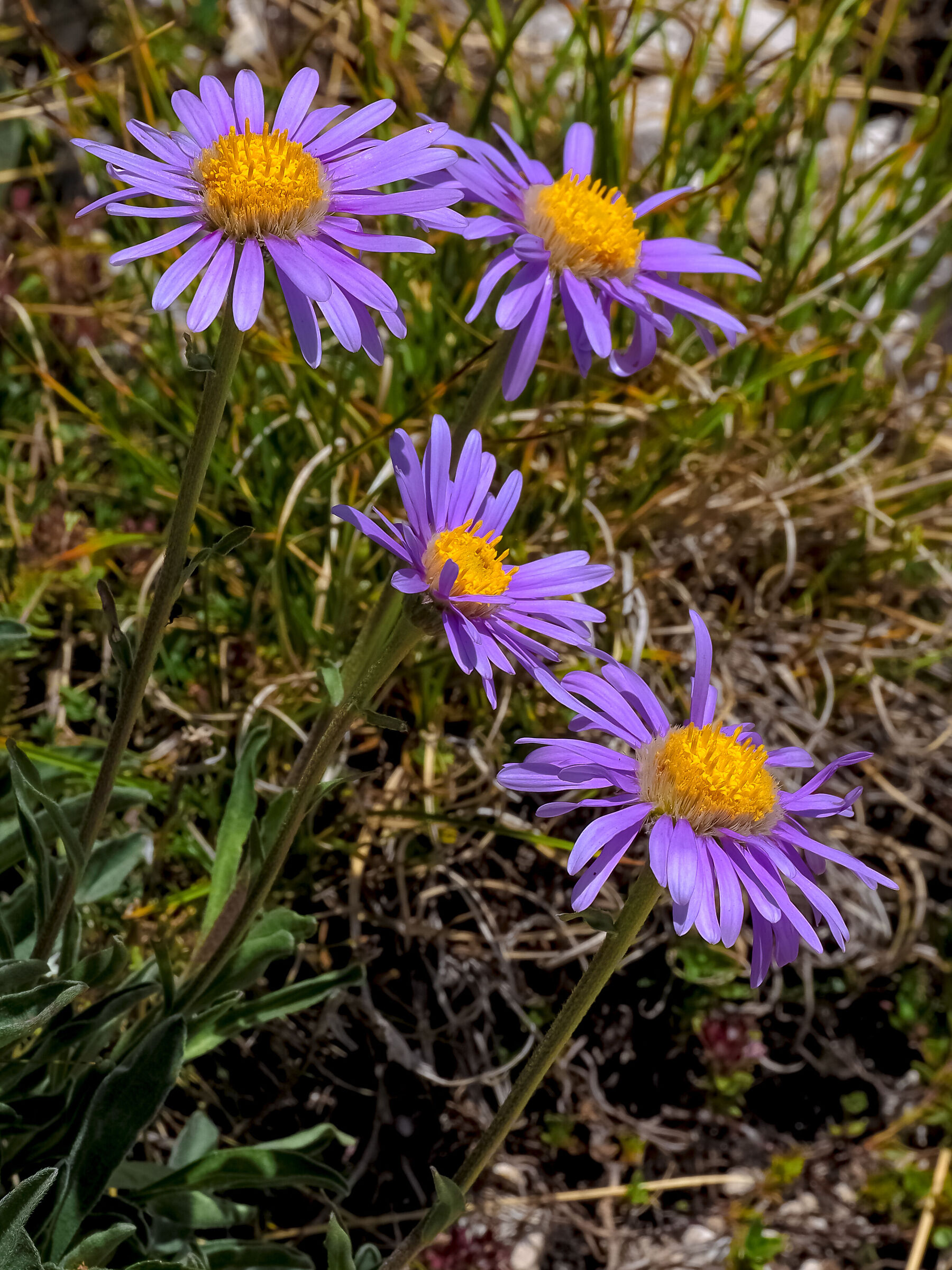Gran Sasso d'Italia - Astro alpino