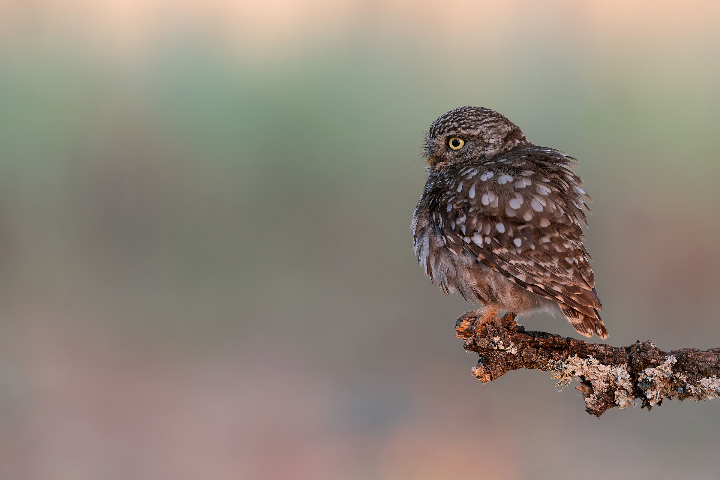 In observation at dawn ...