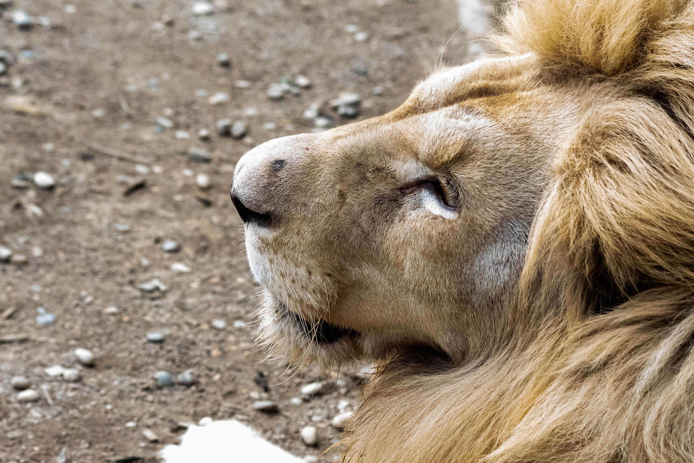 The king - - - - - - - - - - - - Panthera Leo