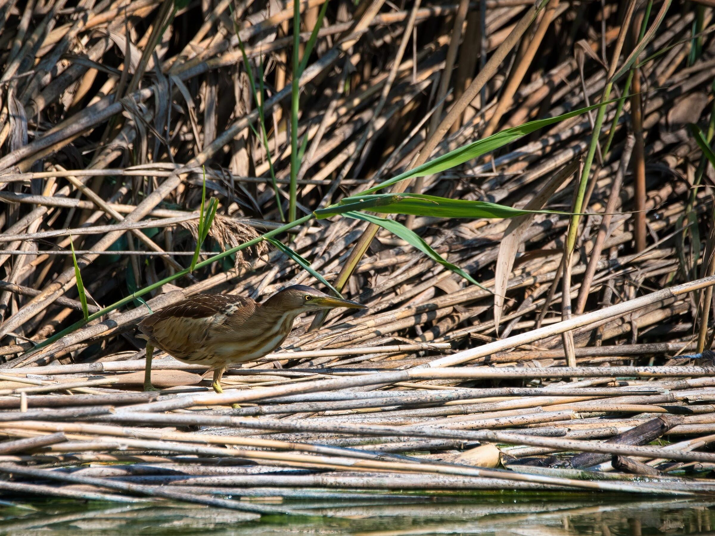 Bittern juv