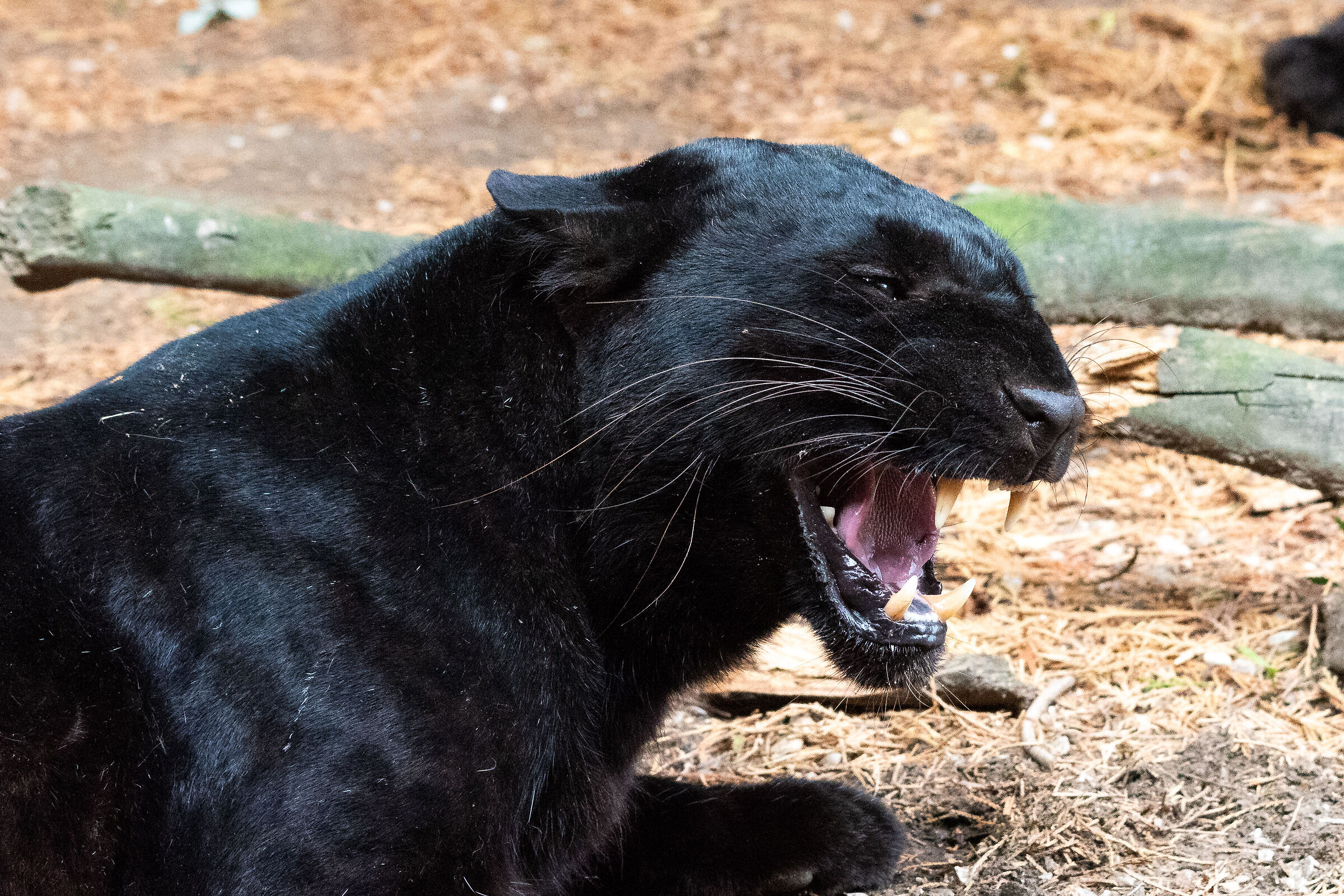 Panthera Pardus