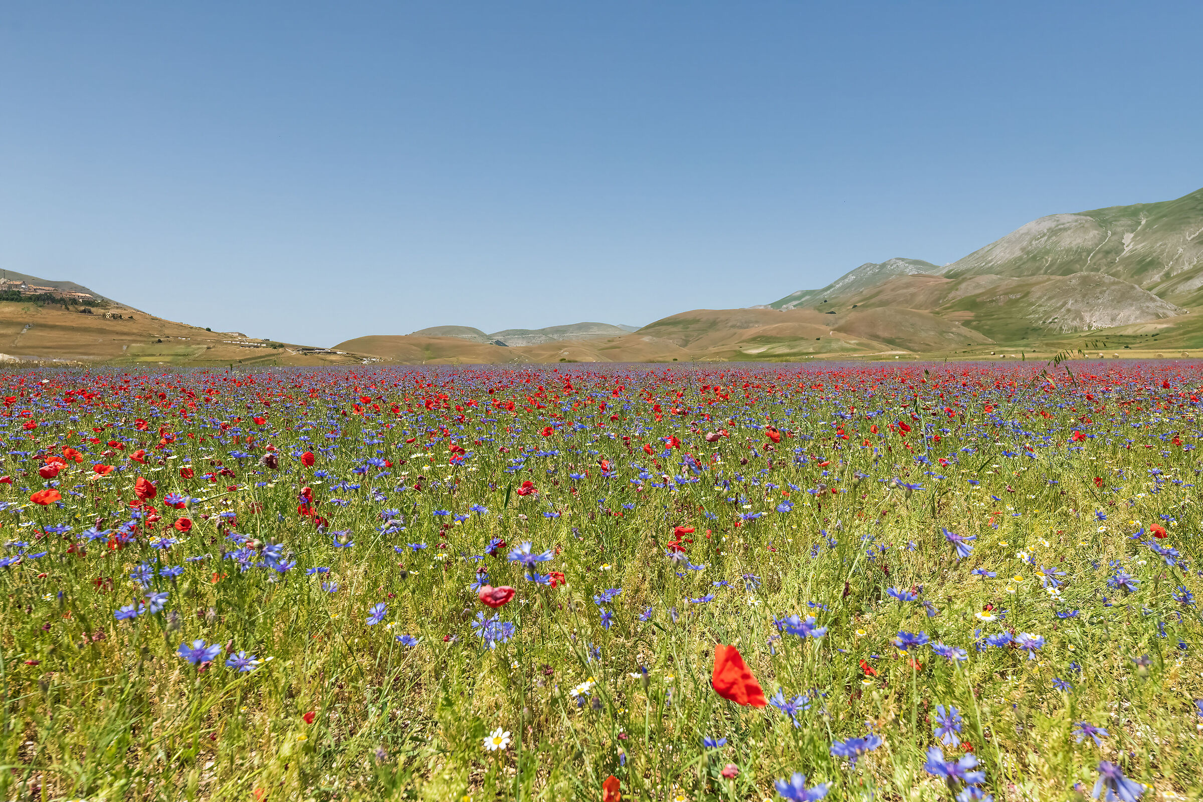 Castelluccio, luglio 2023