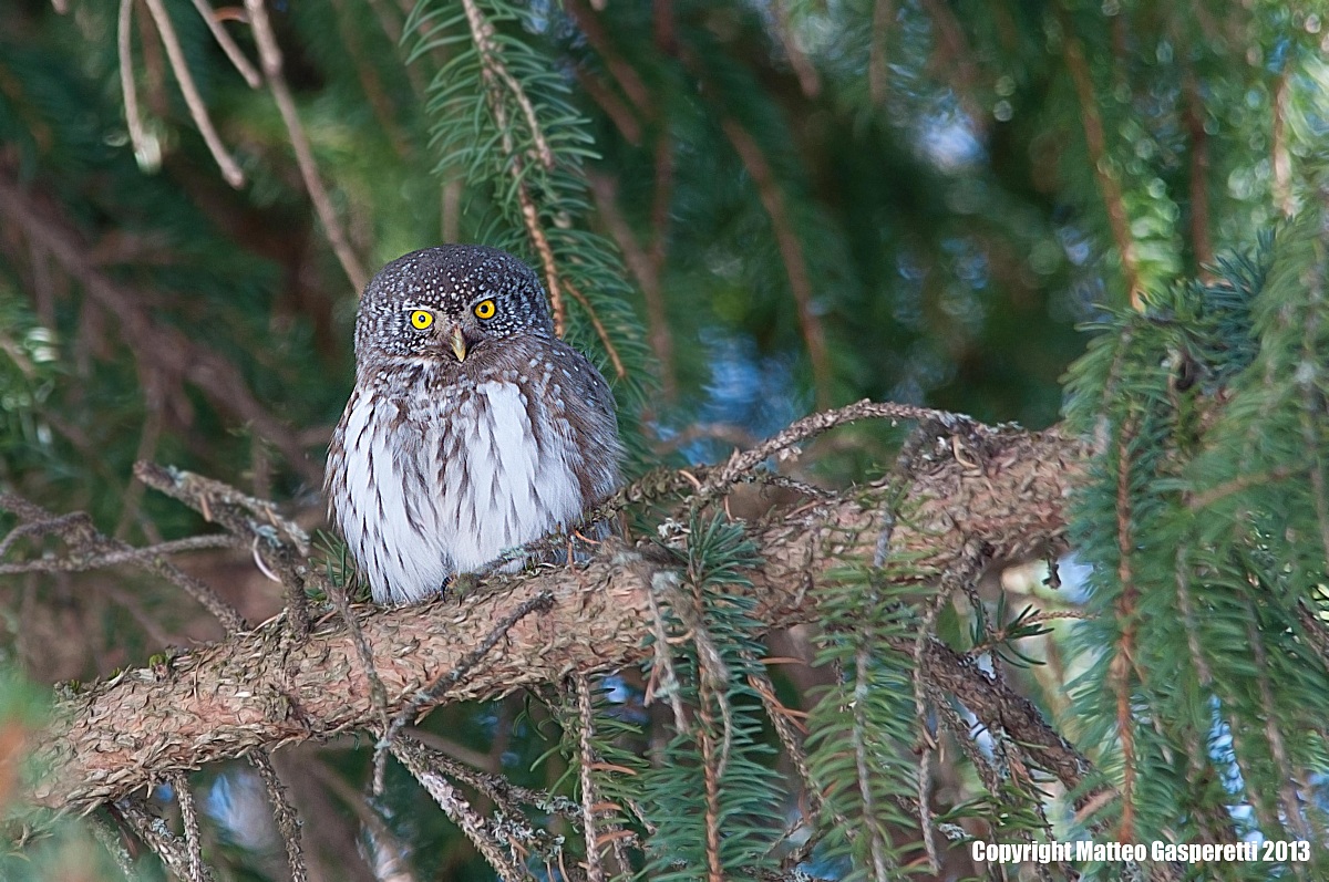 Civetta Nana - Glaucidium Passerinum