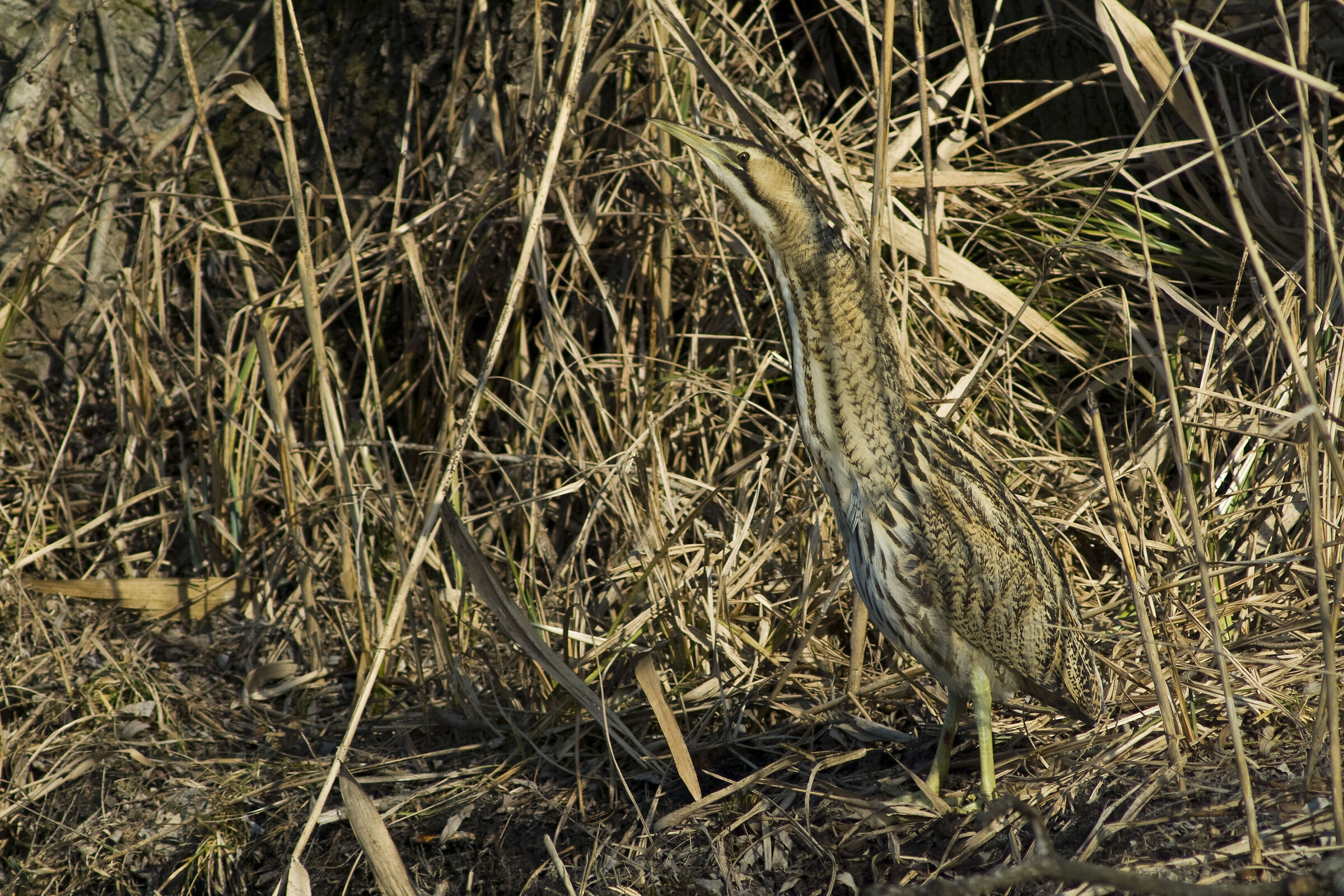 bittern