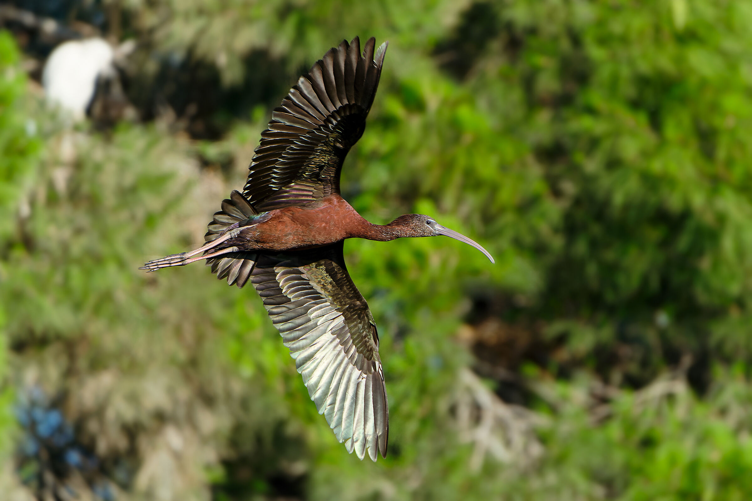 Glossy ibis
