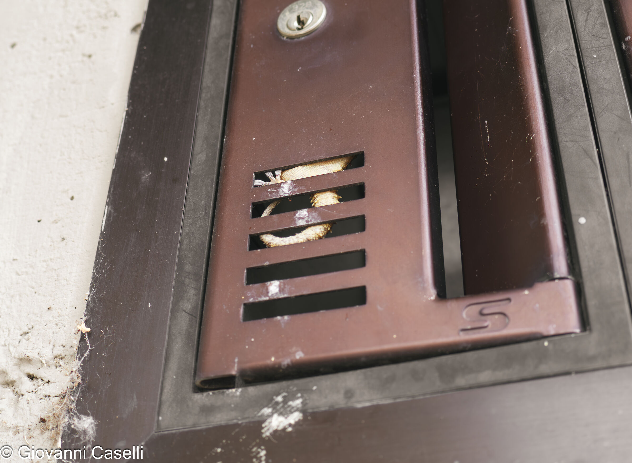 Tarentola mauritanica