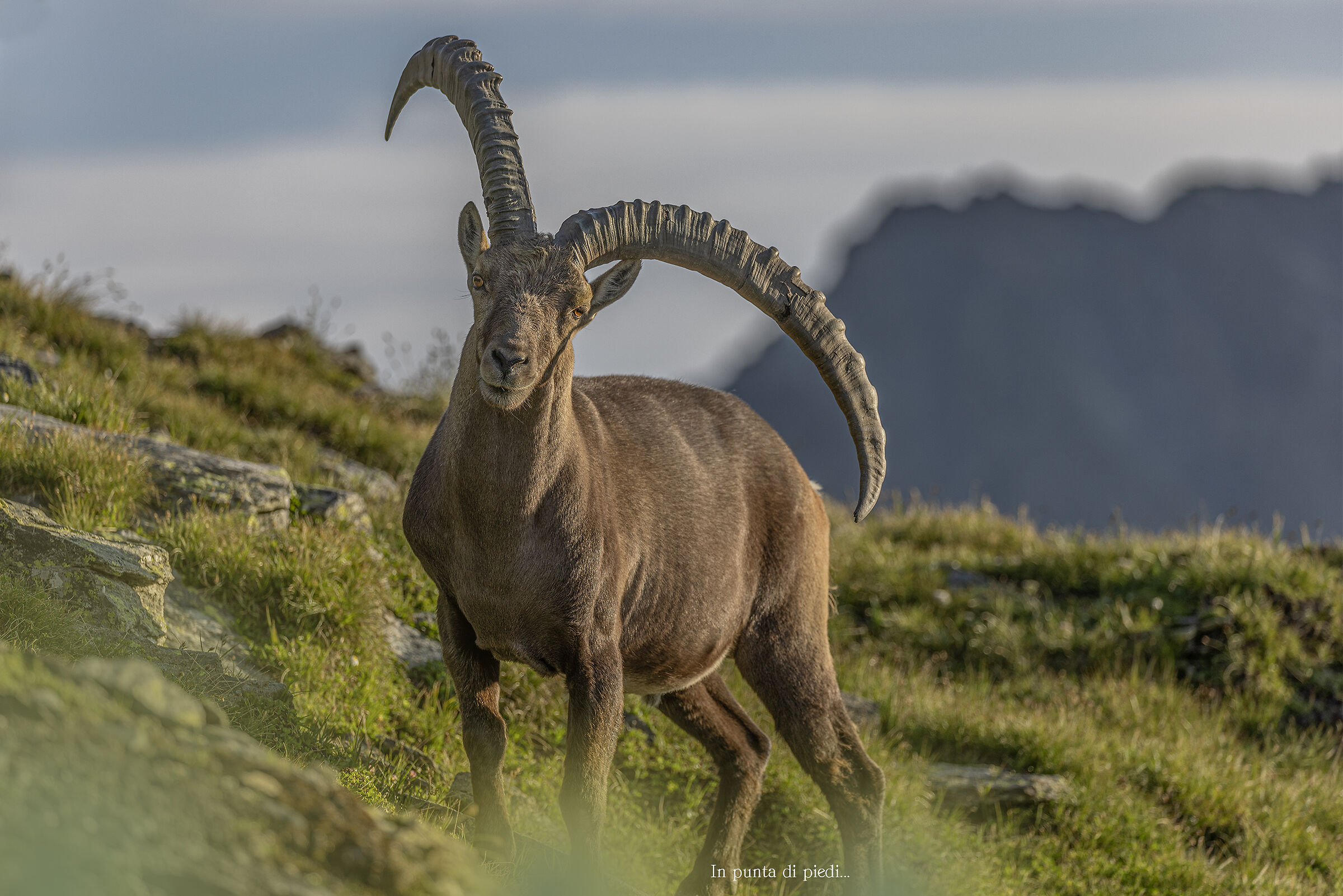 old (male) Alpine ibex malformation