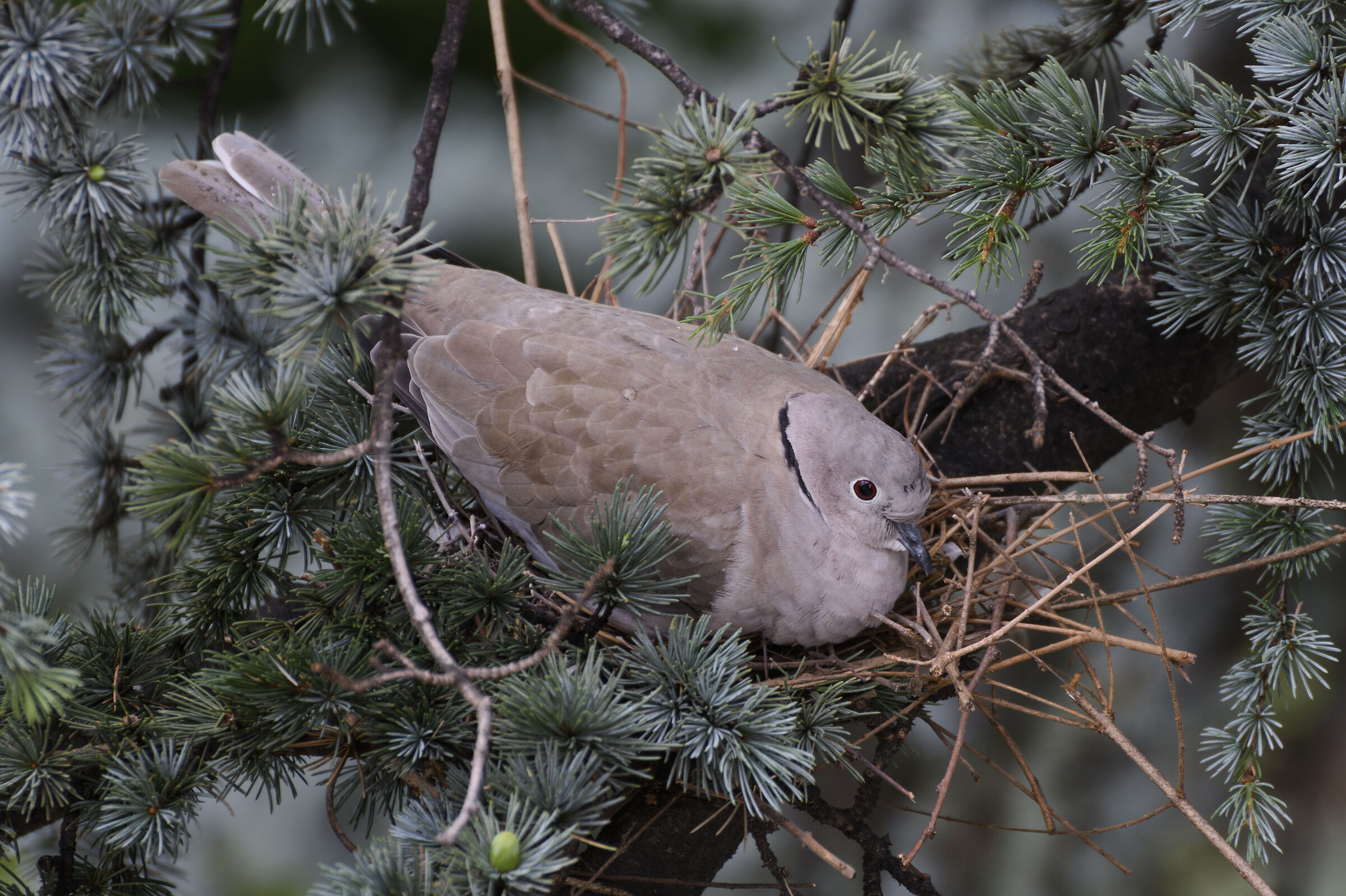 Streptopelia decaocto