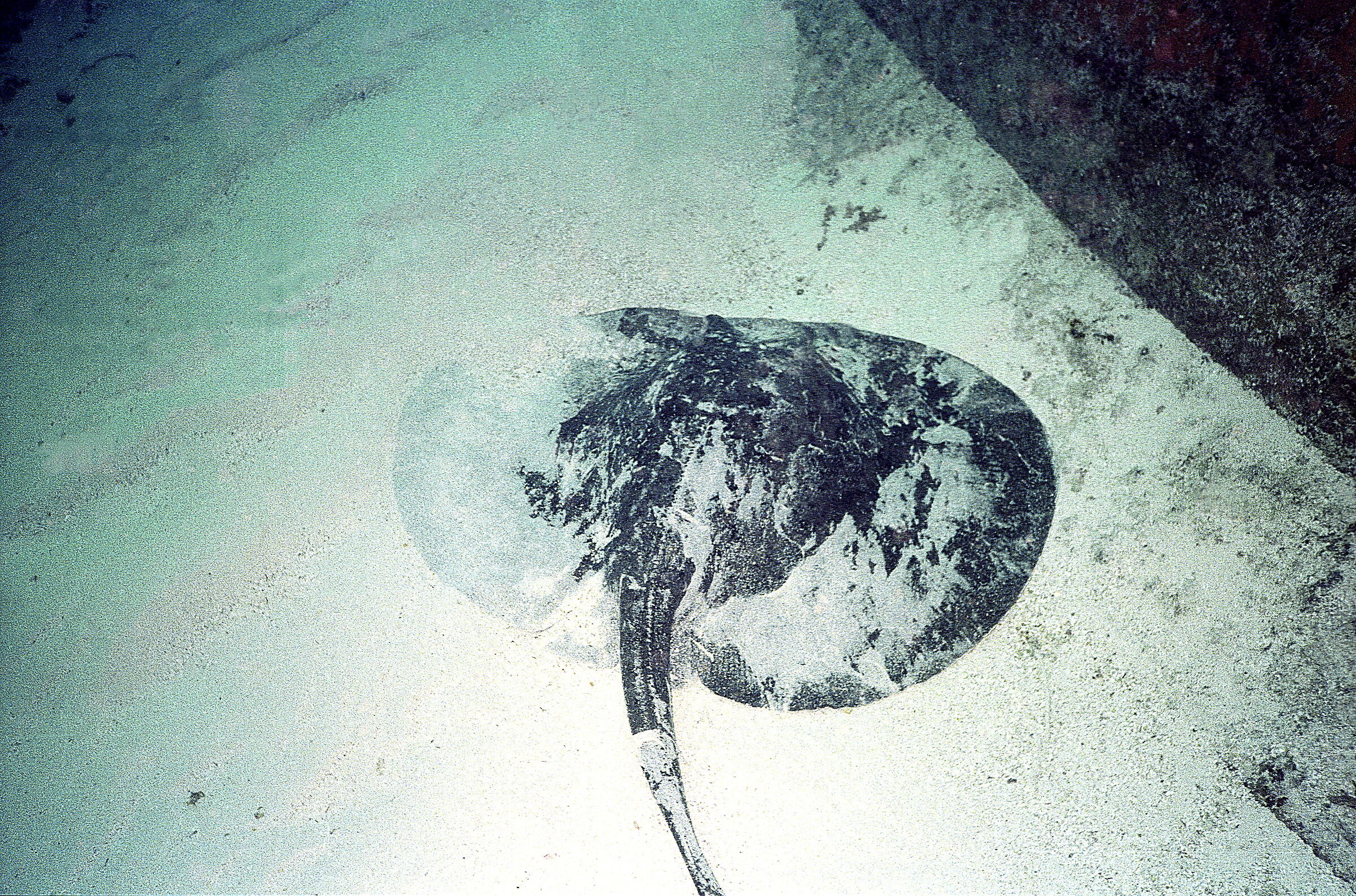 Maldives Black Trigone (Taeniura melanospilos)