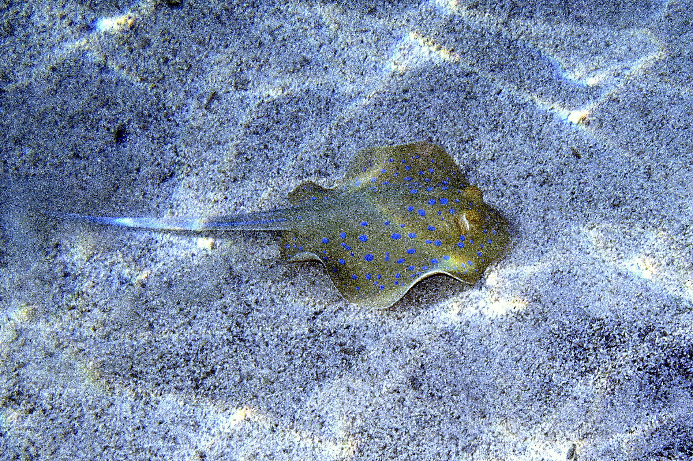 Spotted breed (Taeniura lymma)