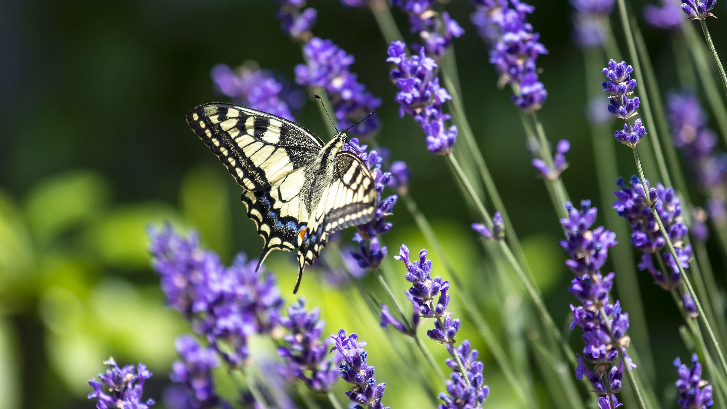 Papilio alexanor su lavanda