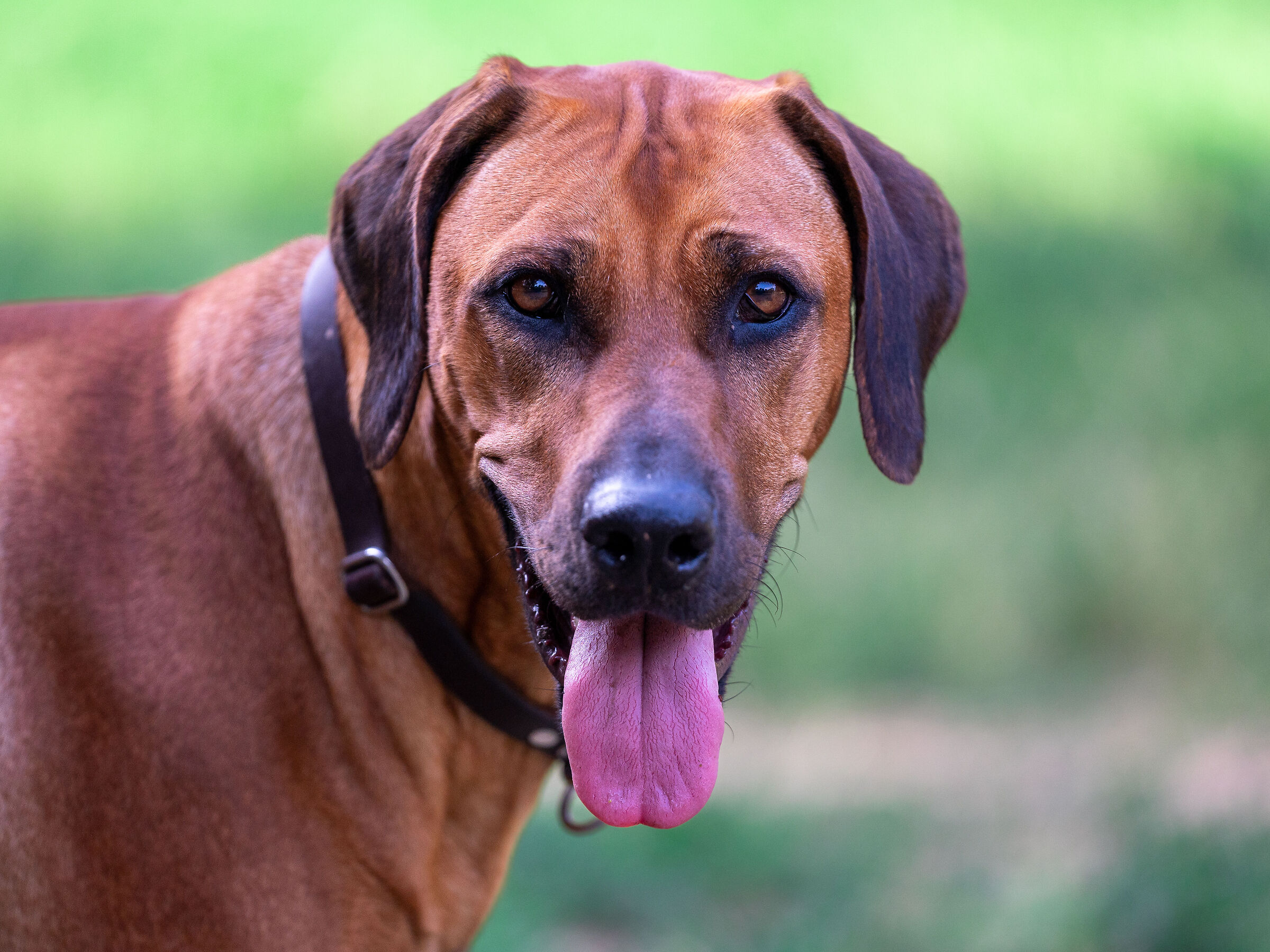 Rhodesian Ridgeback