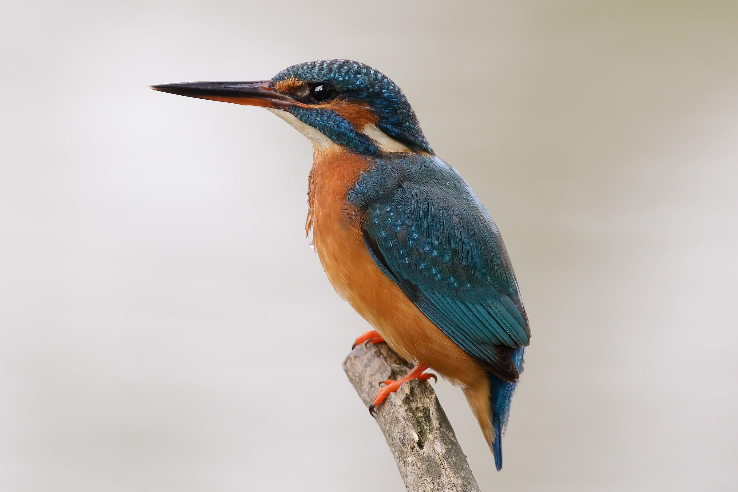 Rivisitazione sviluppo vecchio scatto C & C Graditi