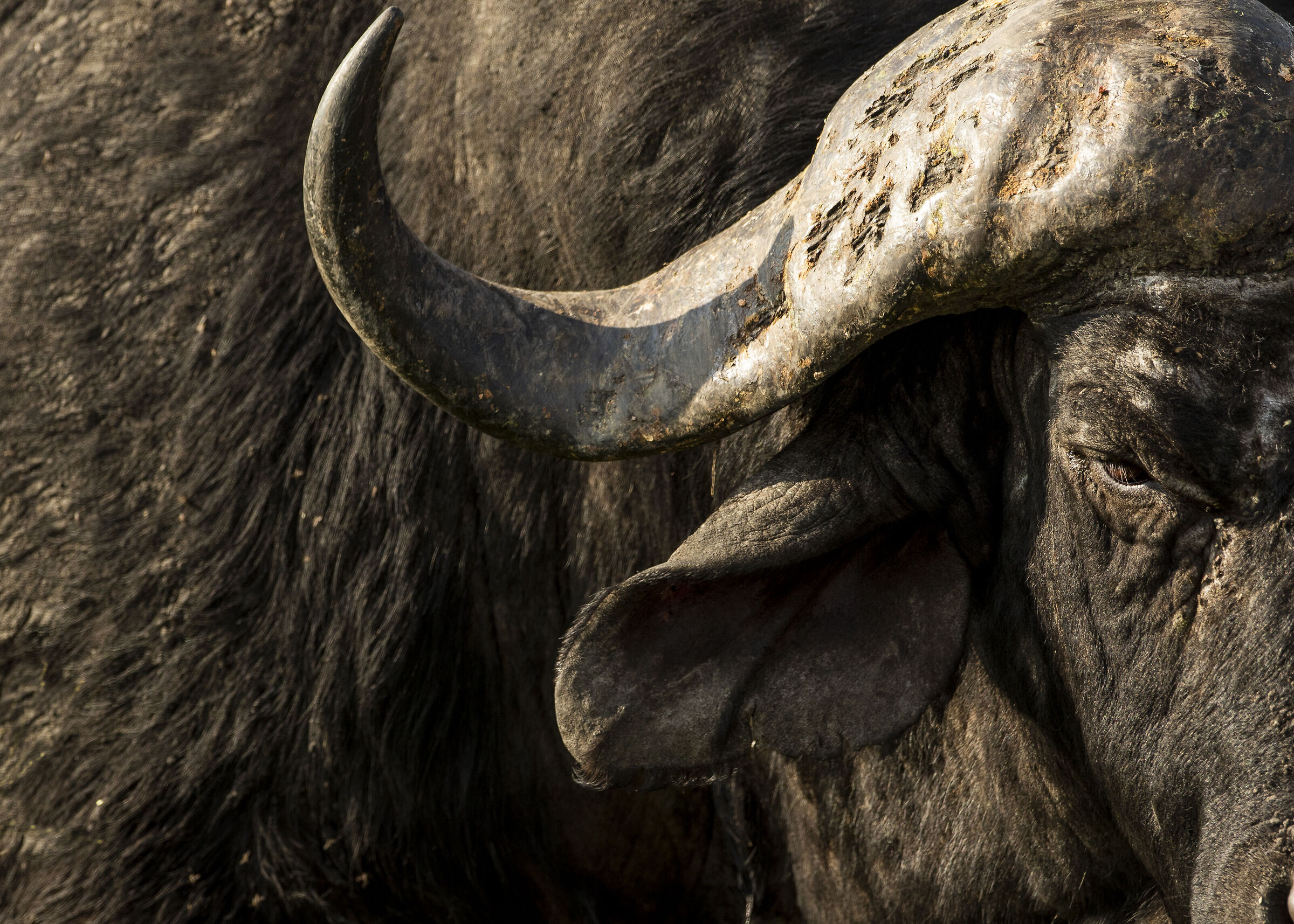 Cape Buffalo