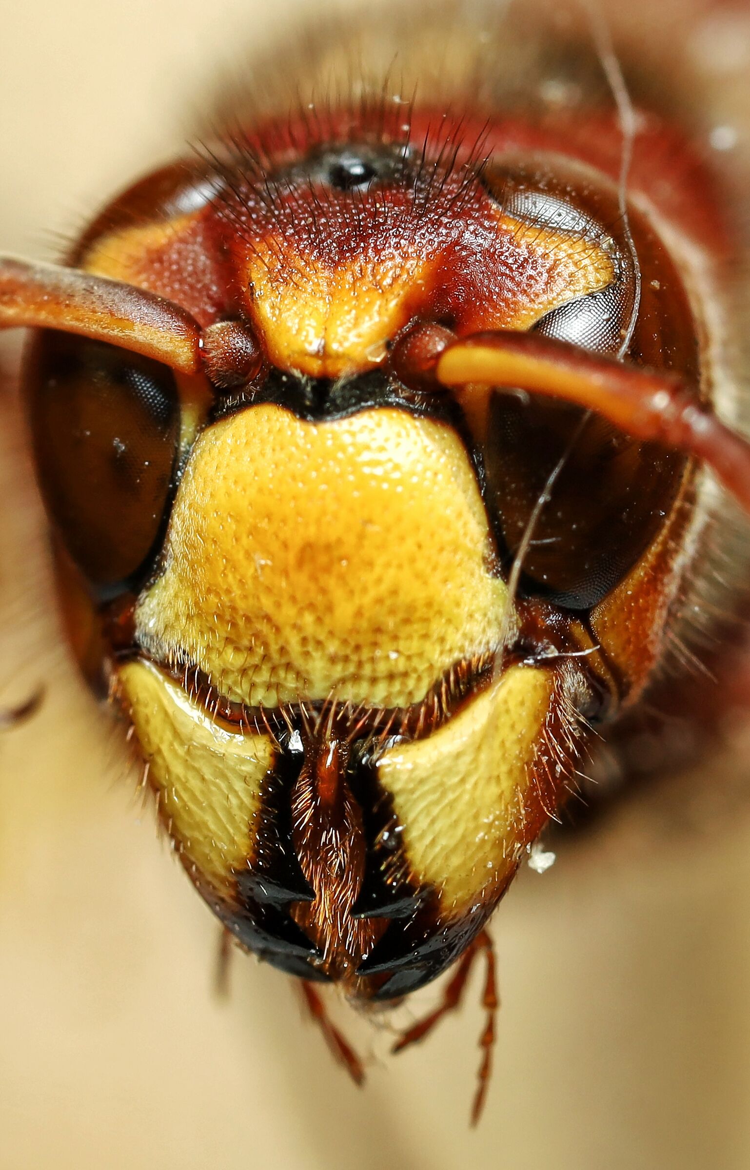 Vespa crabro