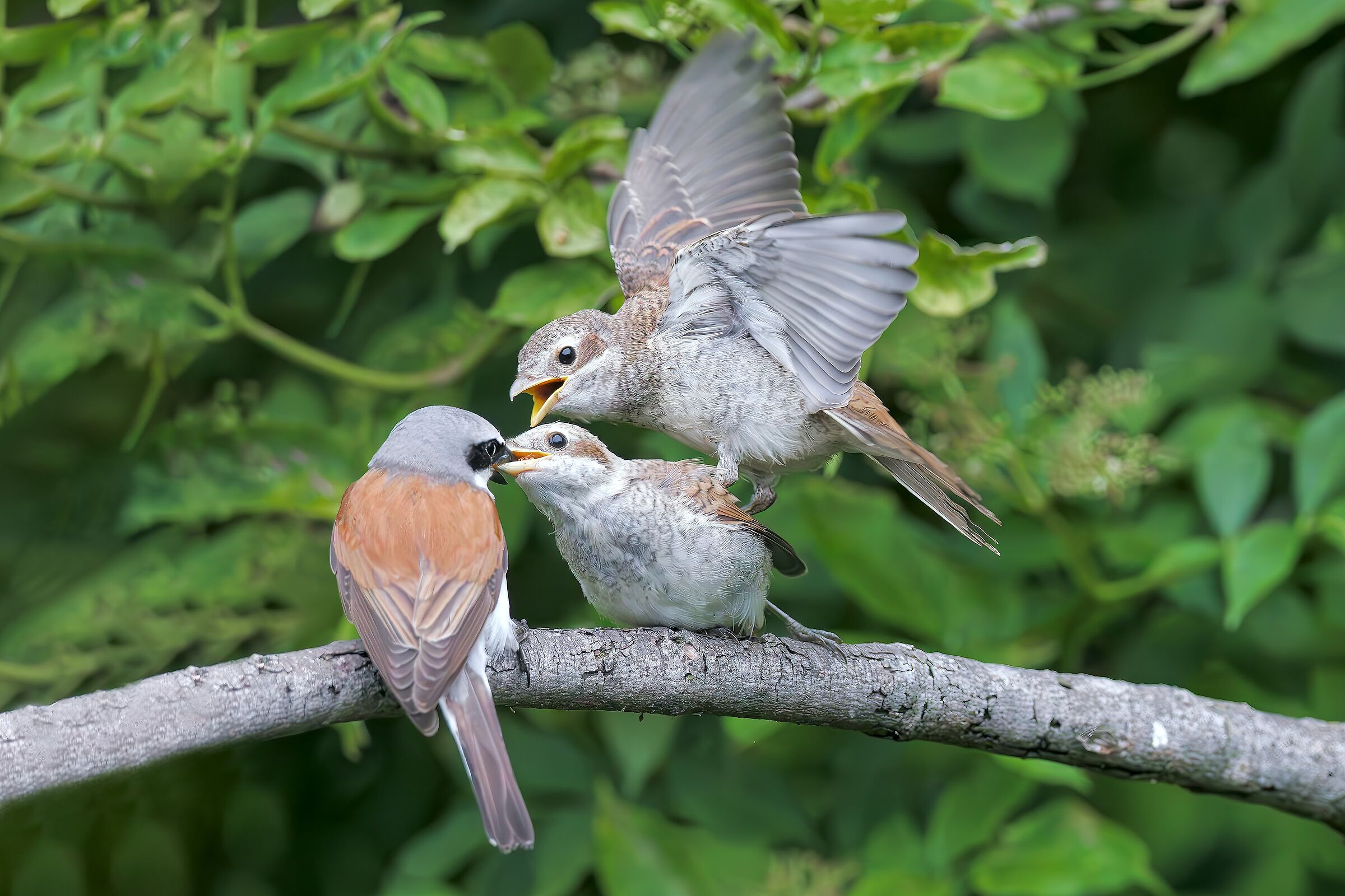Shrike small with little ones