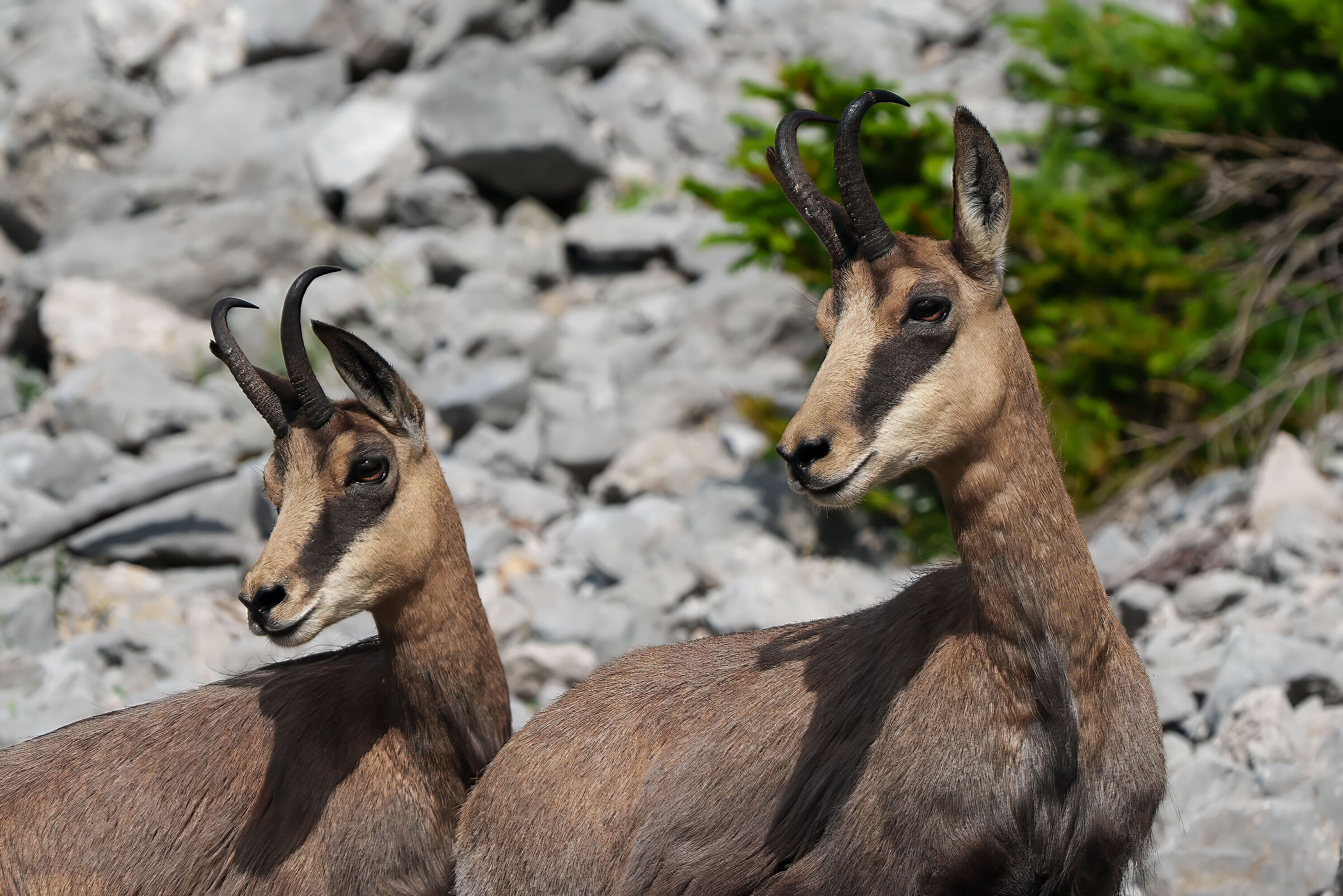 Chamois