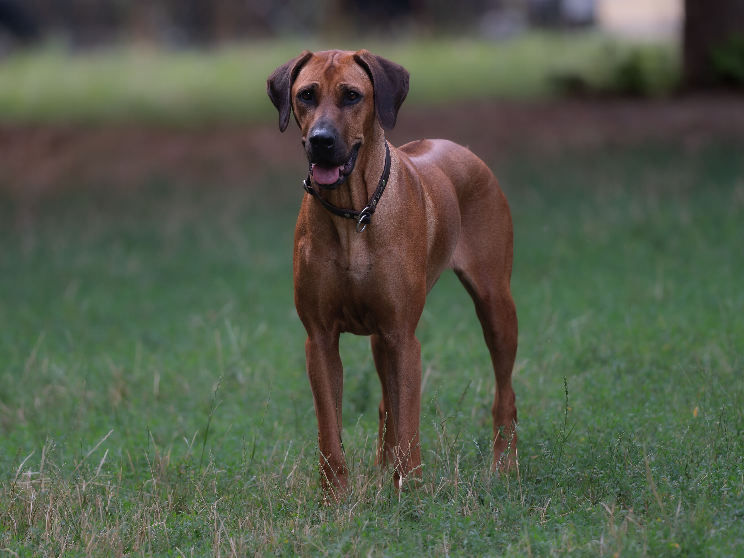 Rhodesian Ridgeback