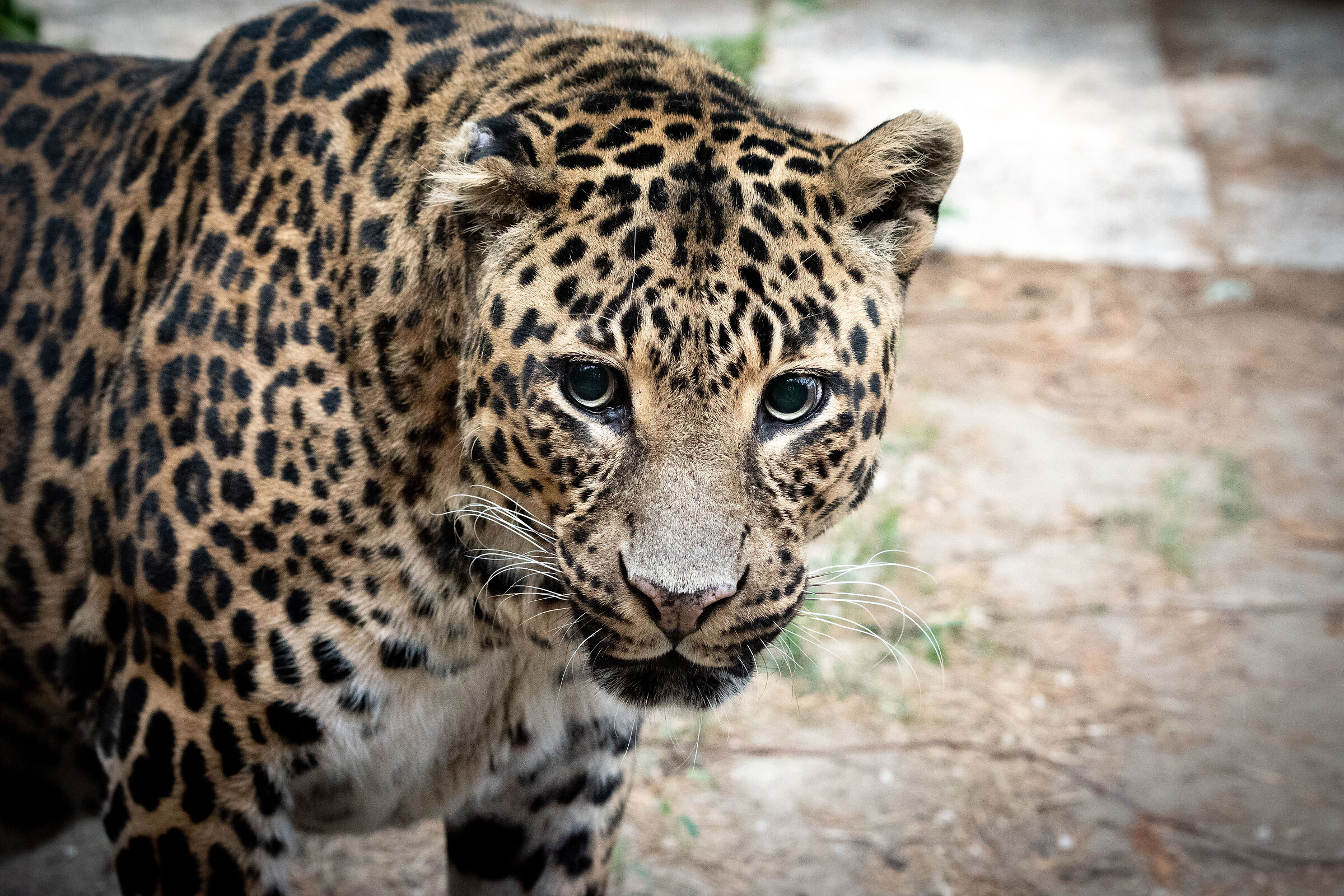 Panthera pardus