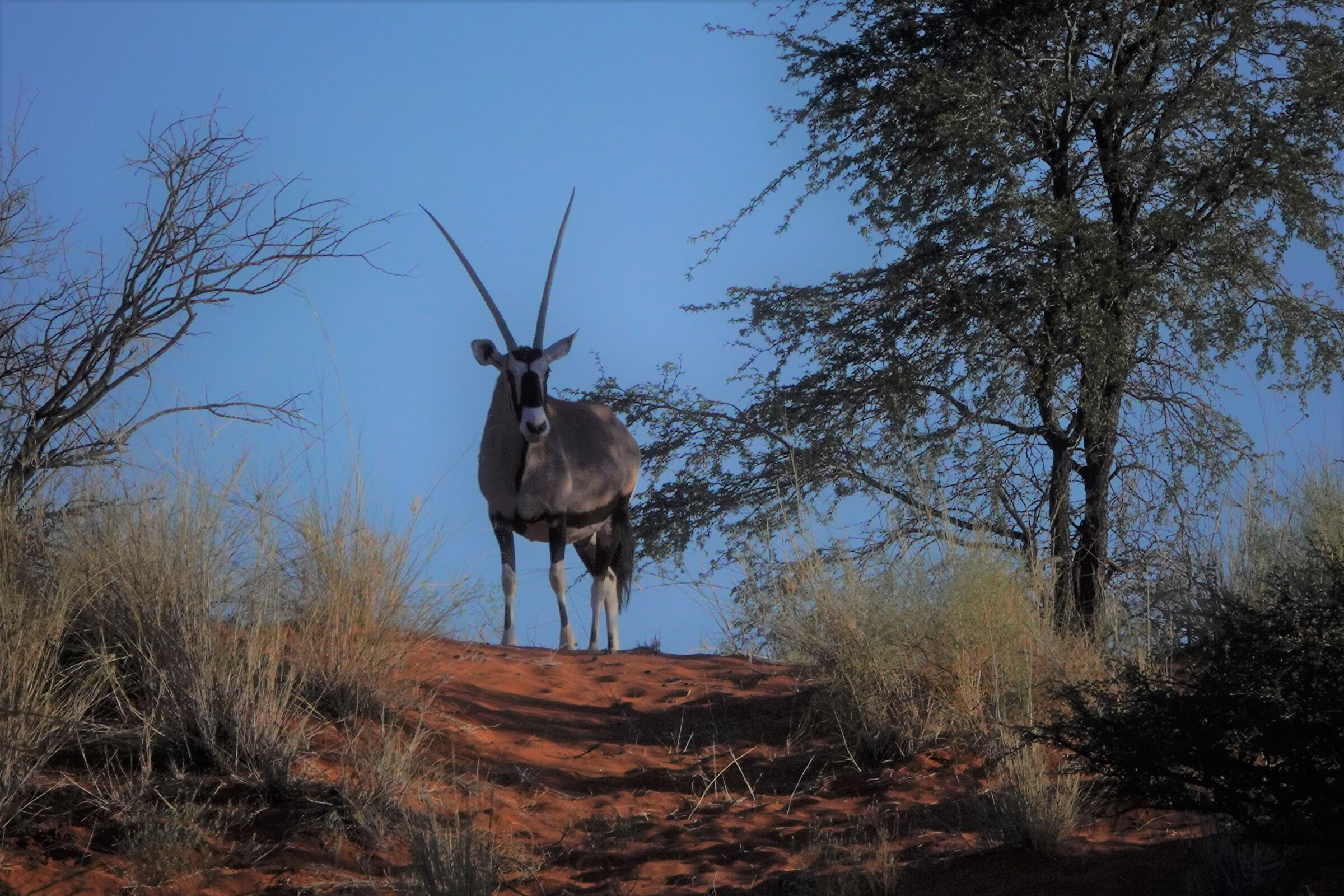 His Majesty the Oryx