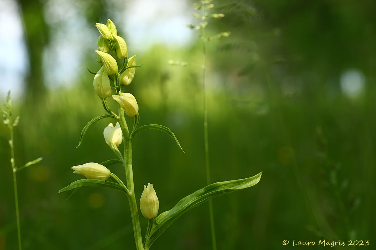 Cephalanthera damasonium