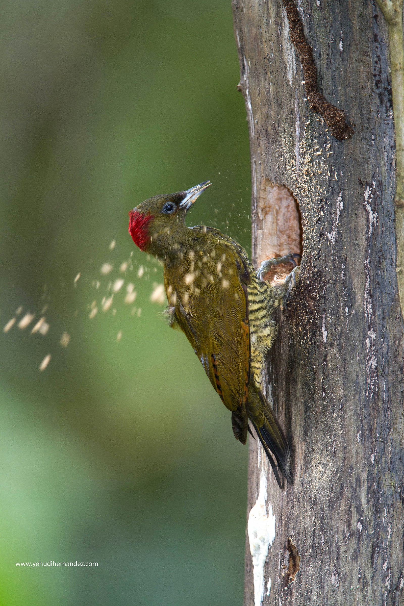 Rufous picchio alato