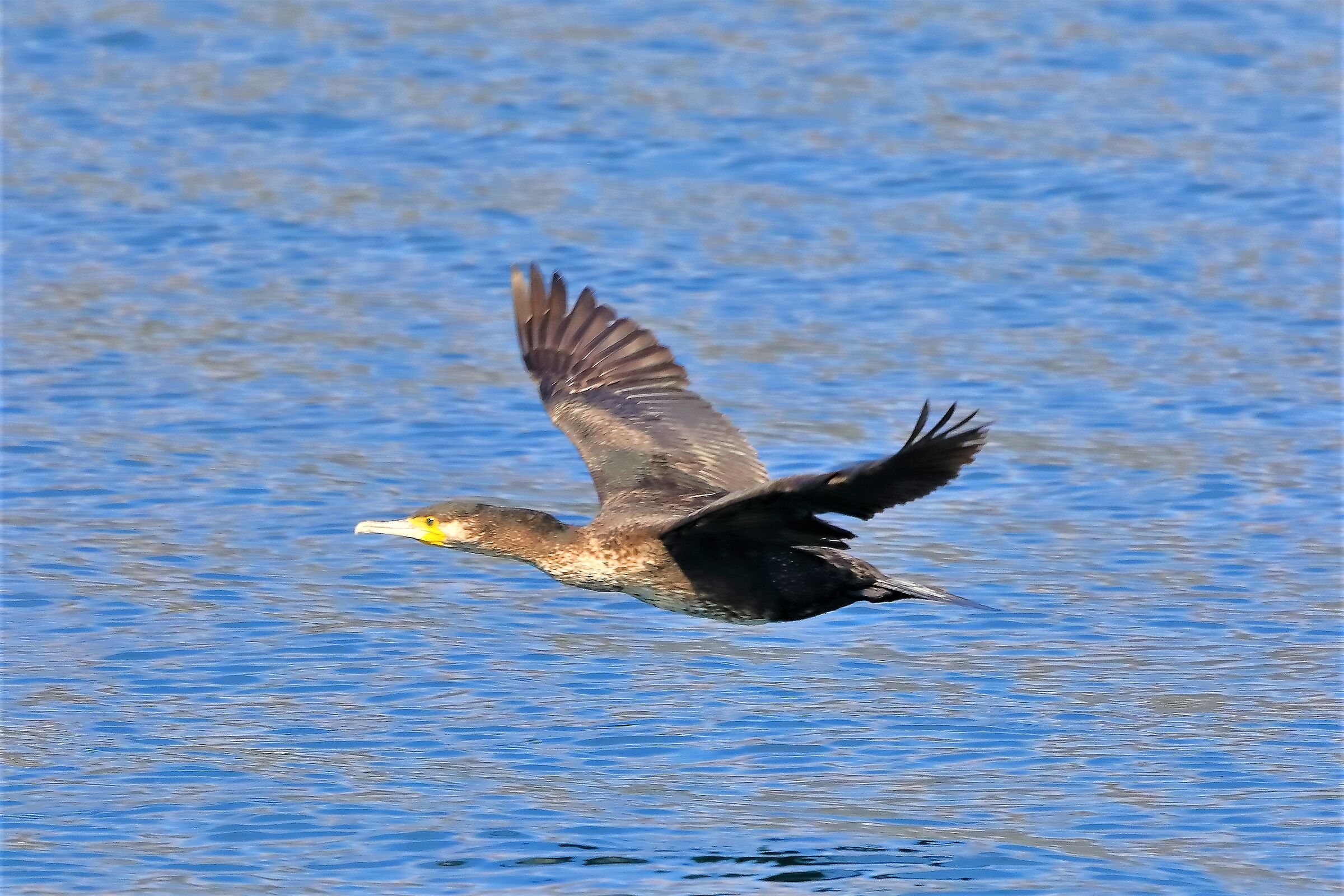 Cormorano 05-04-2023