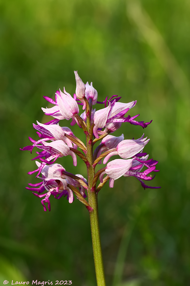 Orchis Militaris