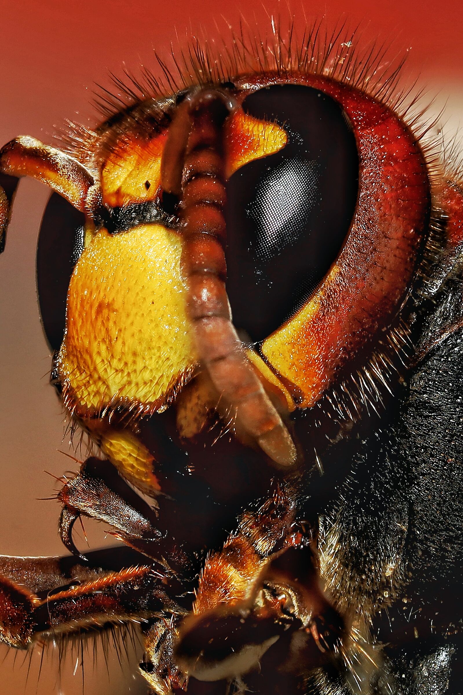 Vespa crabro
