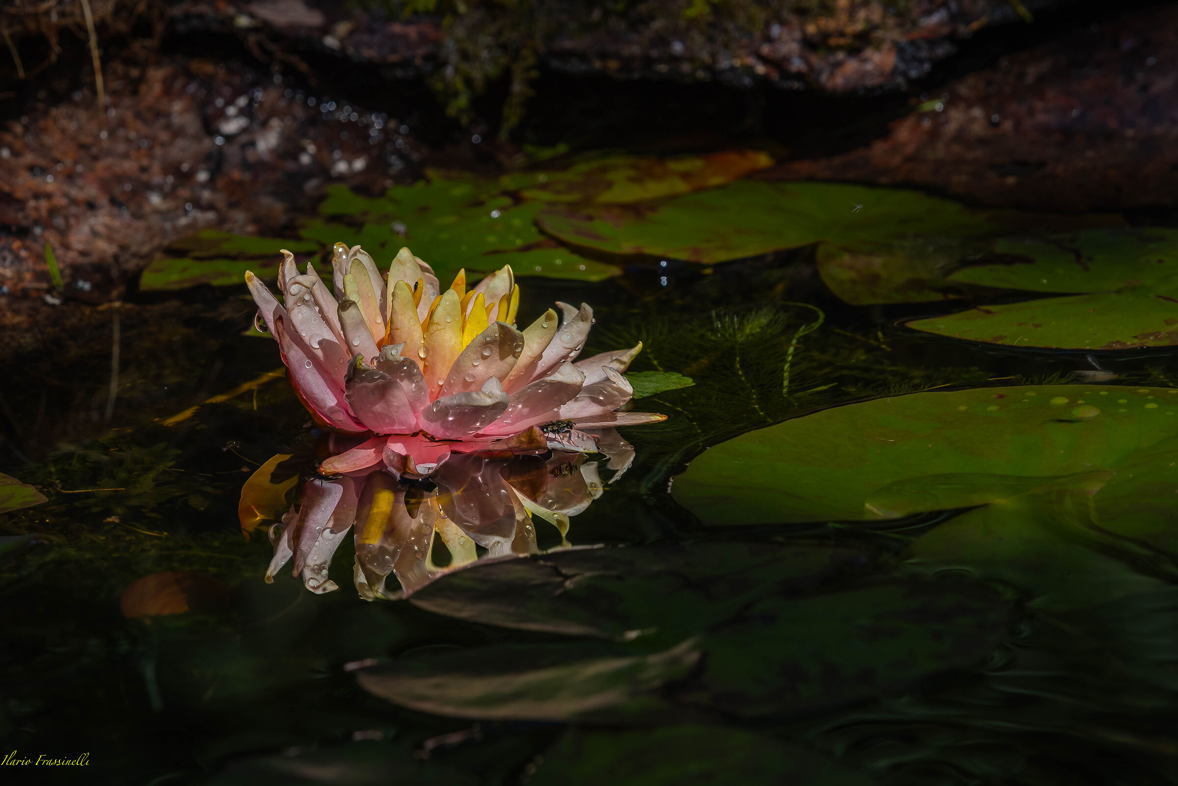 Fioriture acquatiche