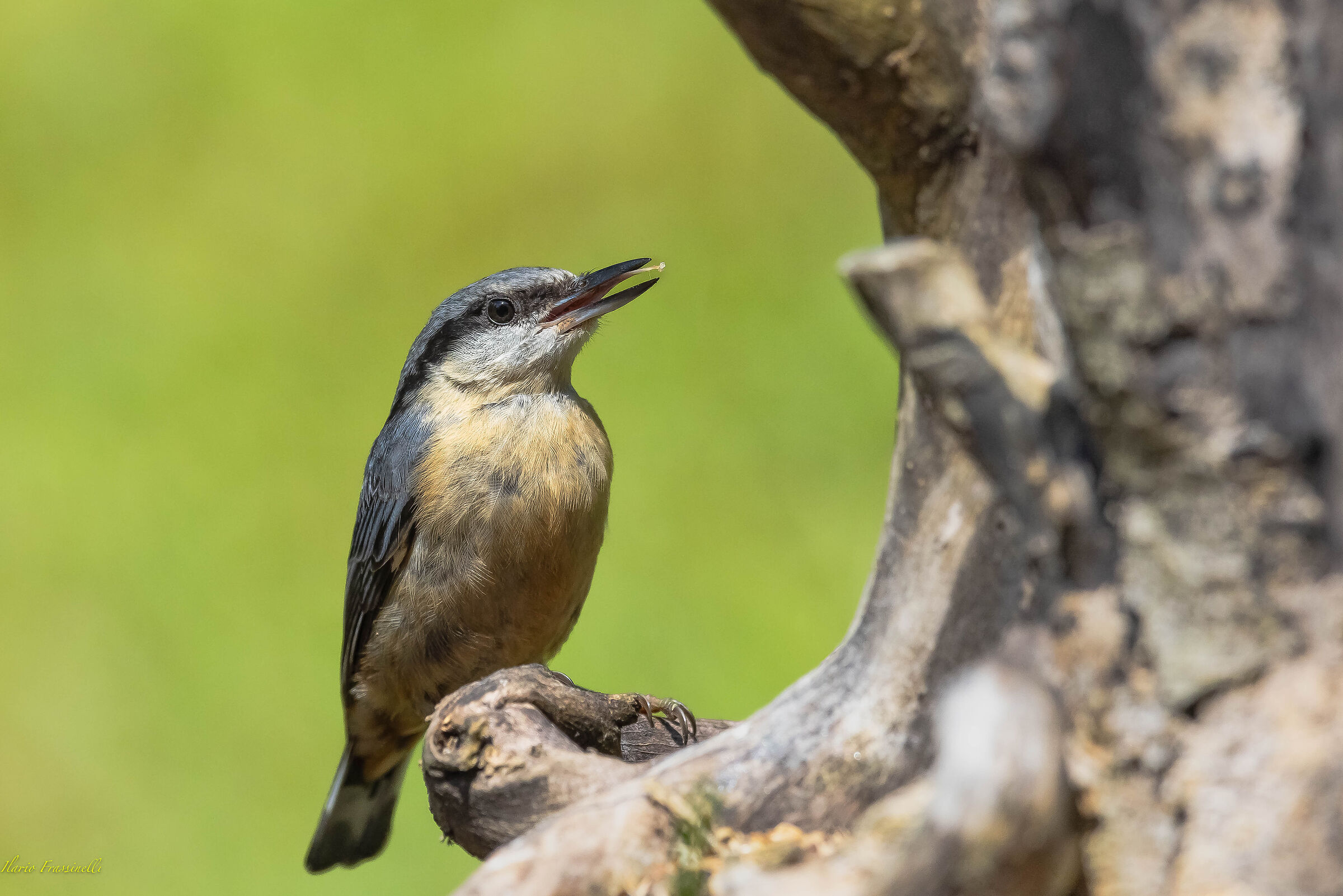 The tongue of the nuthatch
