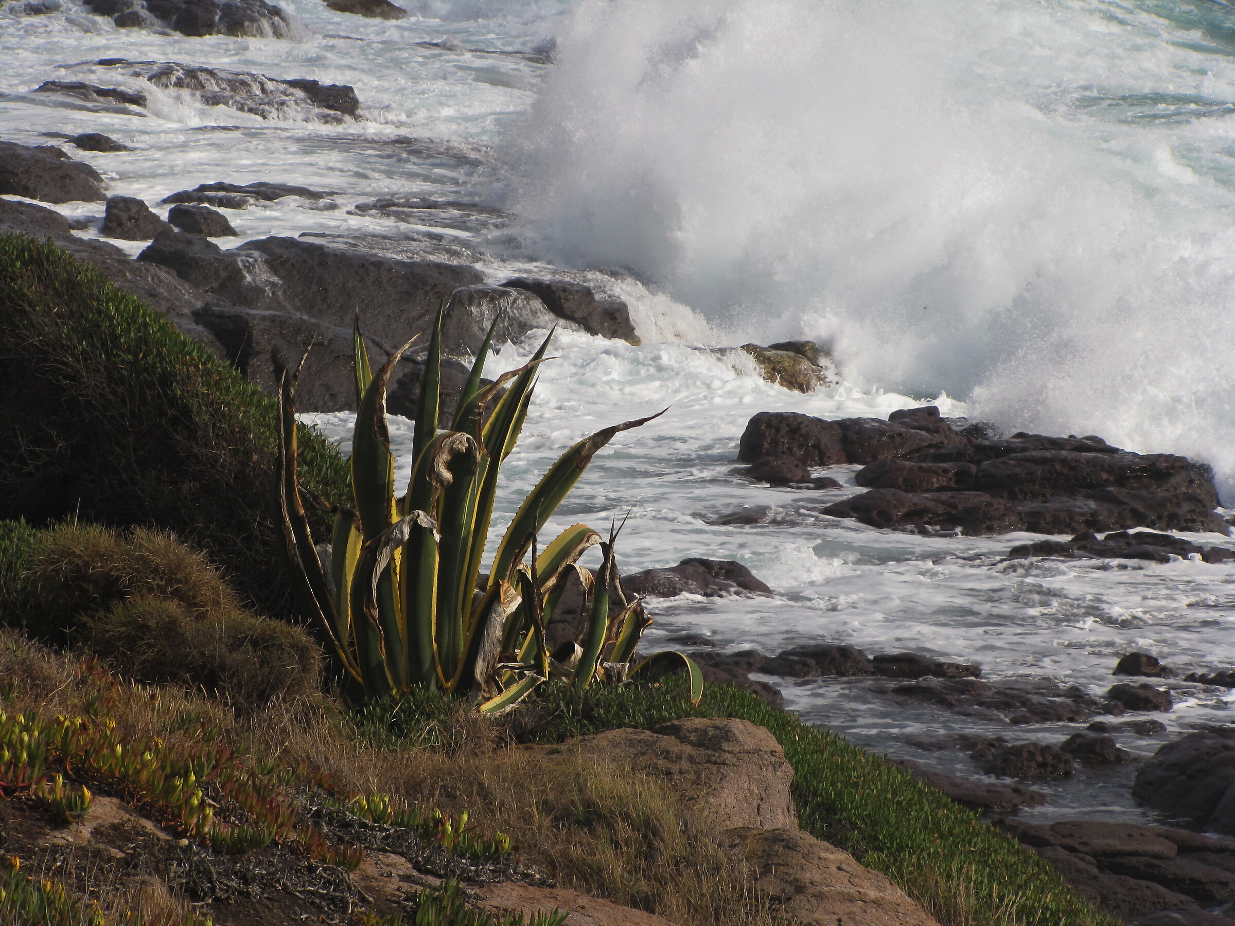 Agave (Sardegna)