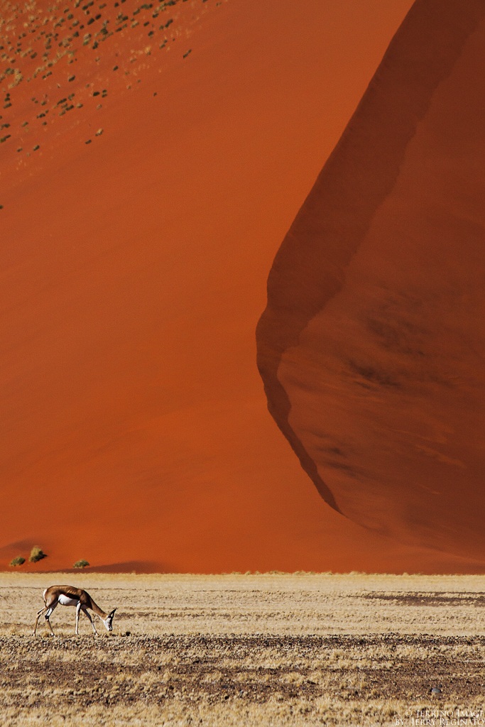 Al pascolo tra le dune