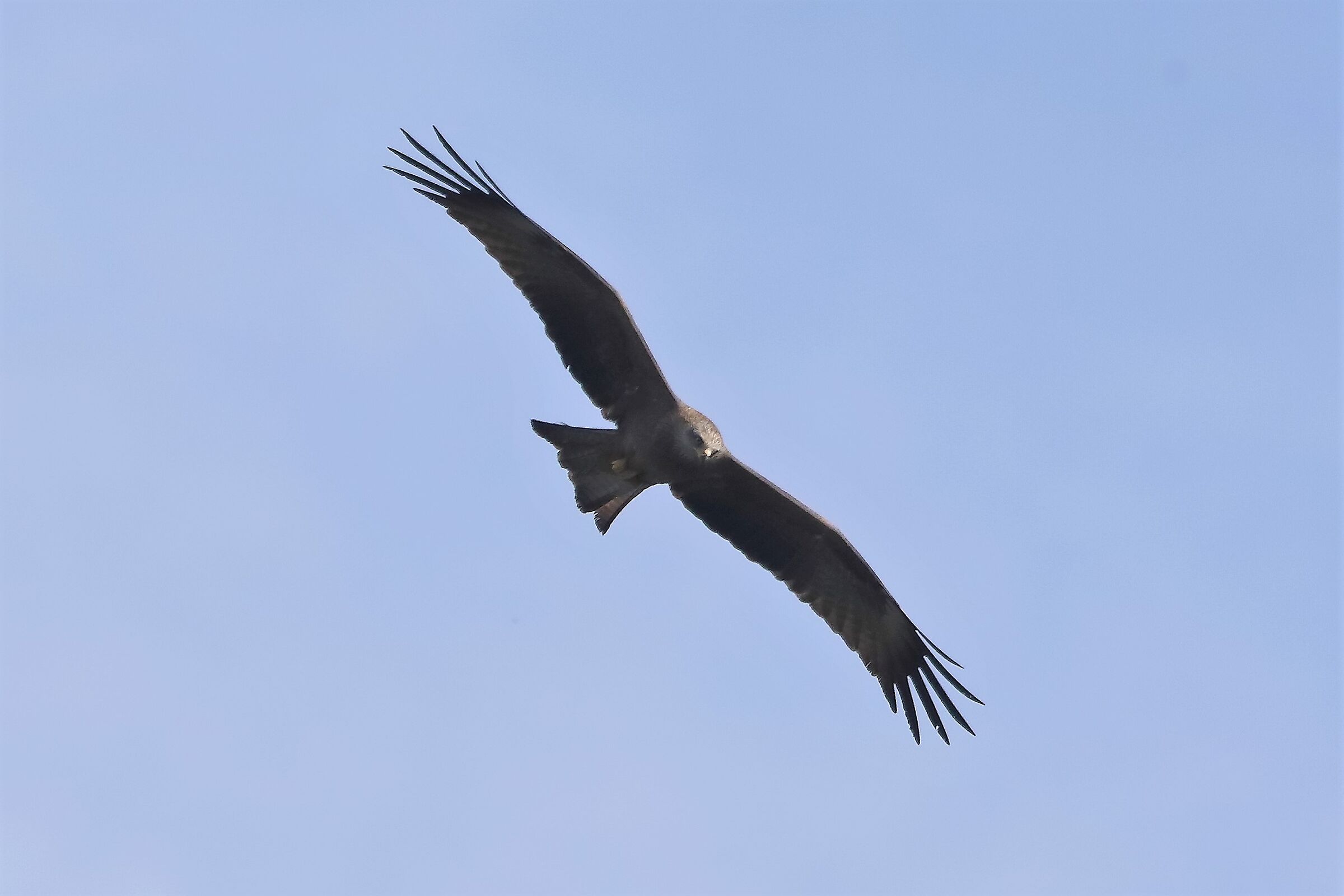 Nibbio bruno 06-04-2023