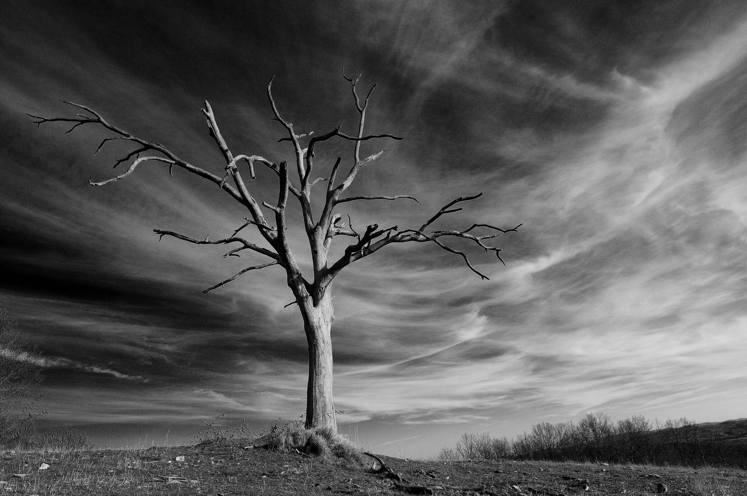Branches that cross the sky