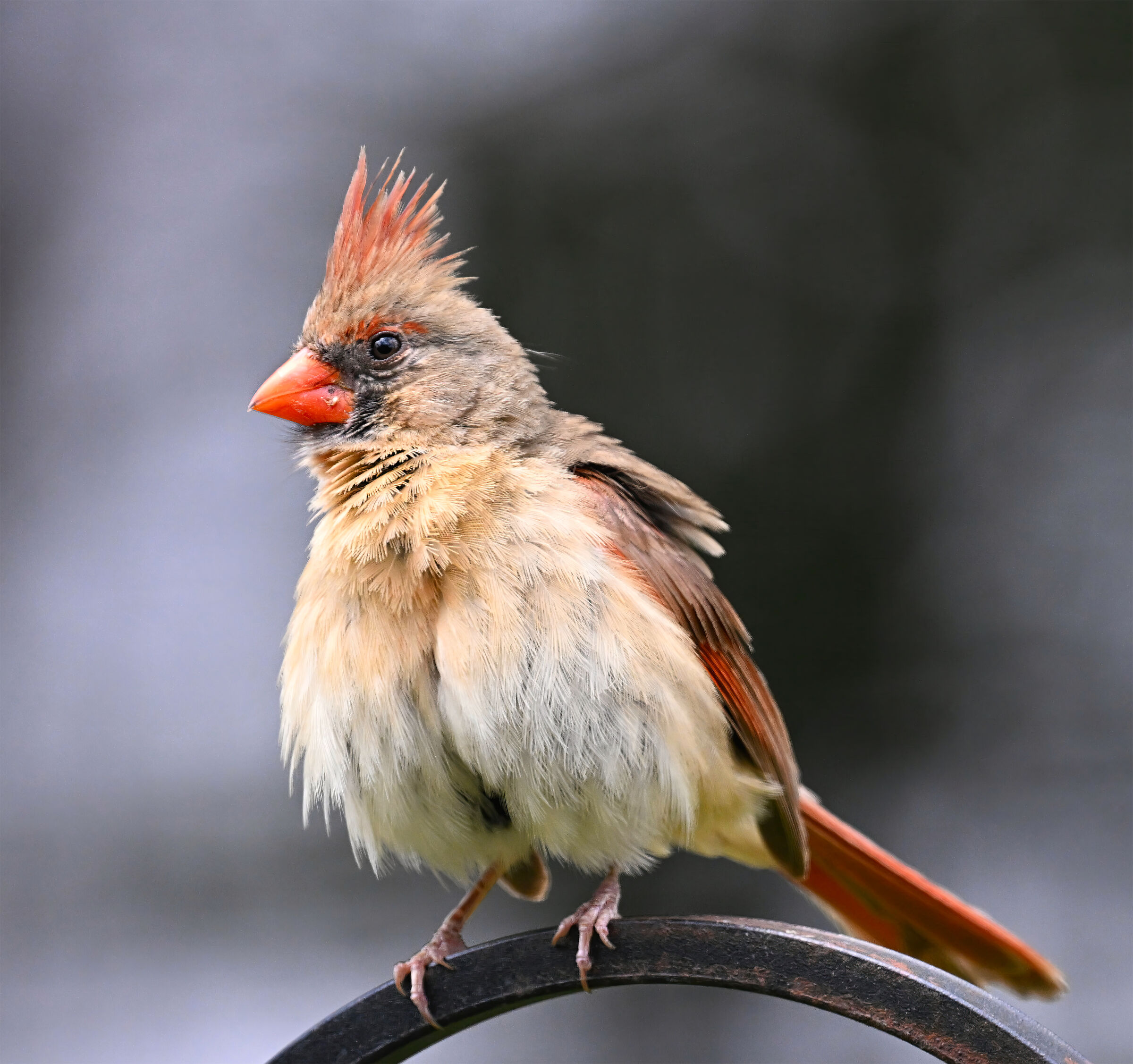 Cardinal young female