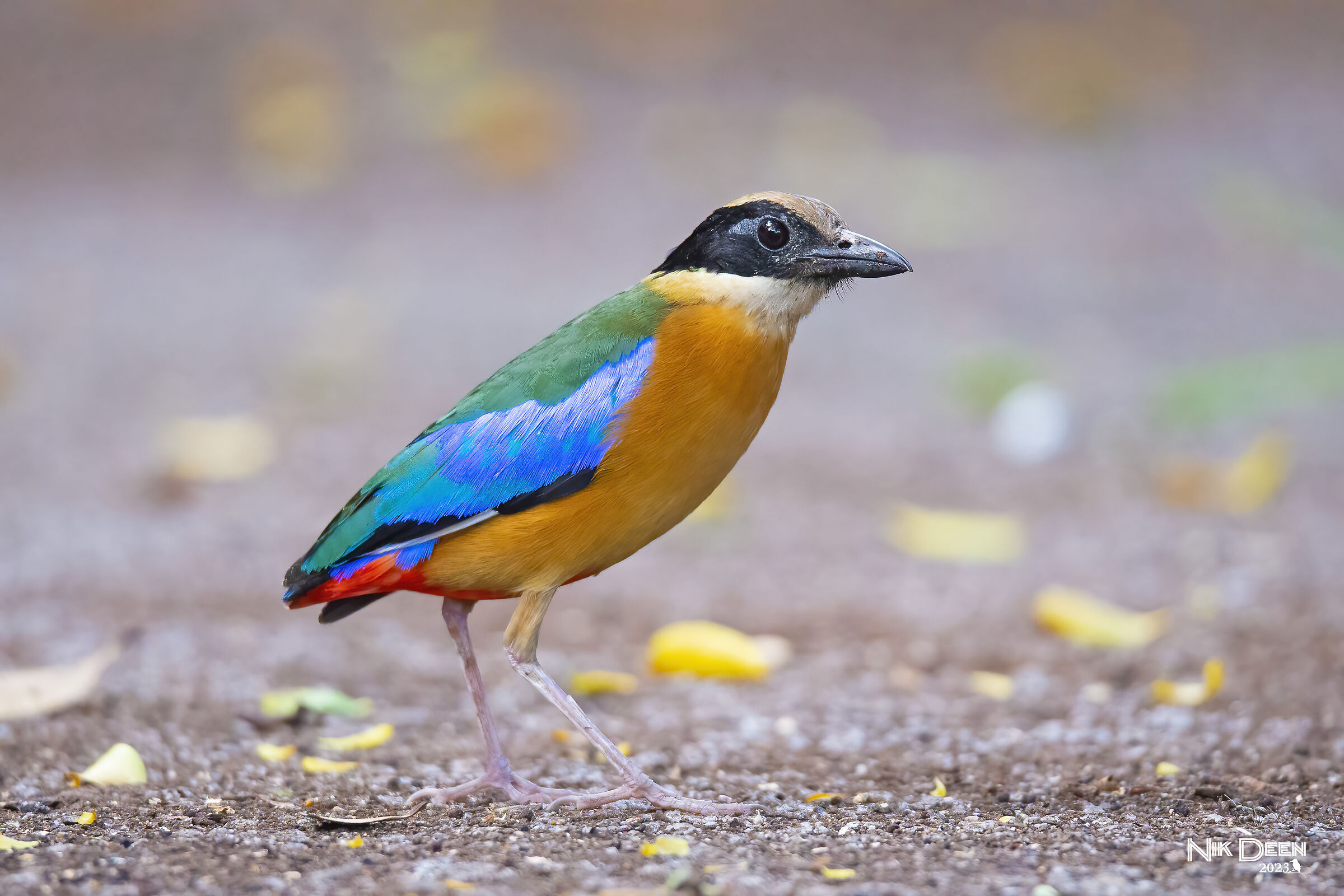 blue winged pitta
