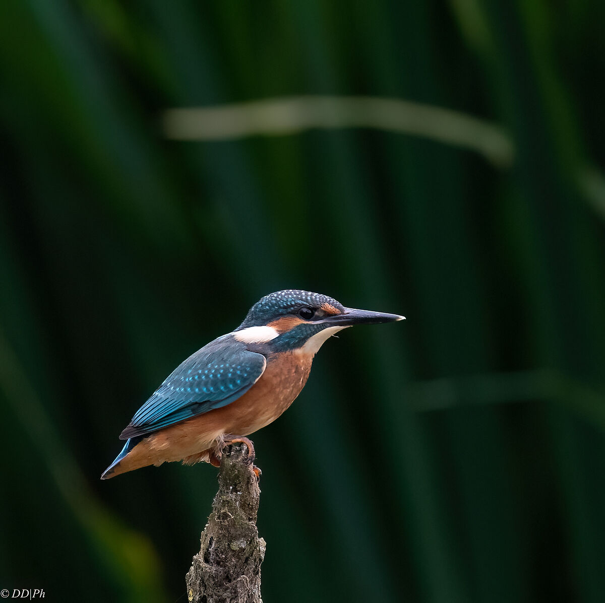 Kingfisher