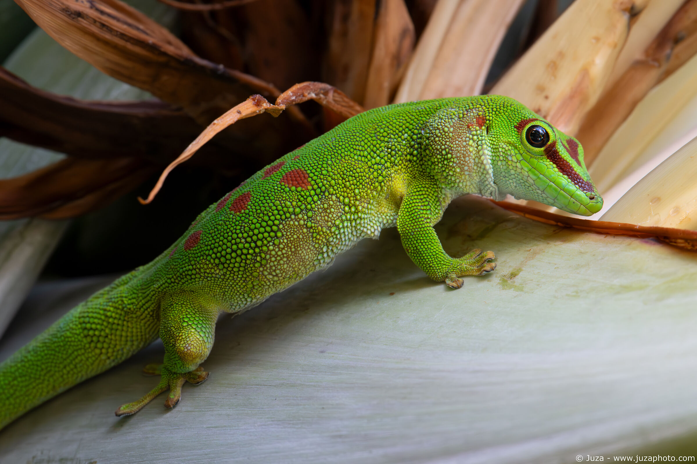 Madagascar giant day gecko (Phelsuma grandis)